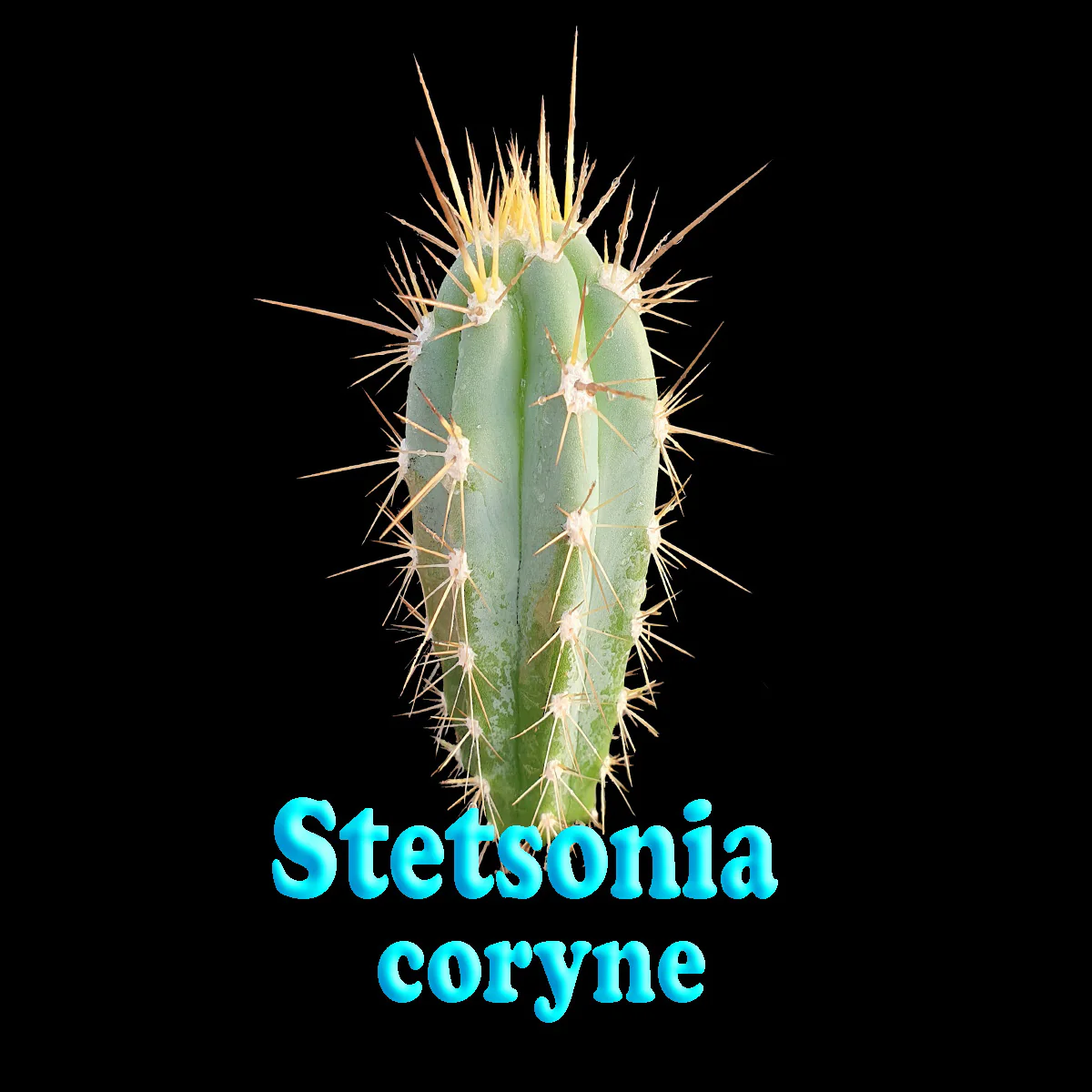 Stetsonia coryne – The Toothpick Cactus - Image 3