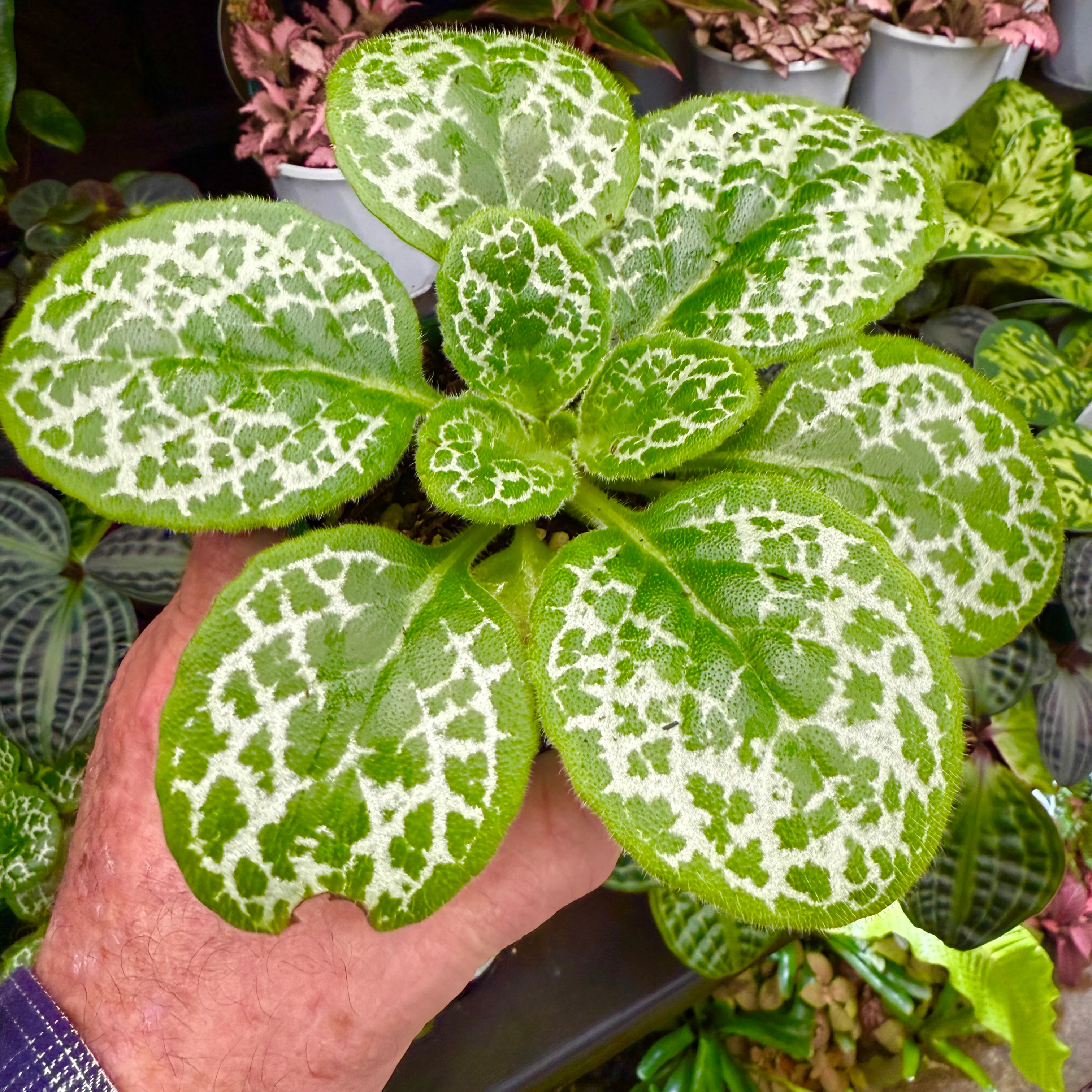 Streptocarpus 'Pretty Turtle' - Image 3