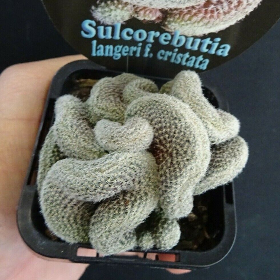 Sulcorebutia langeri cristata - Image 2