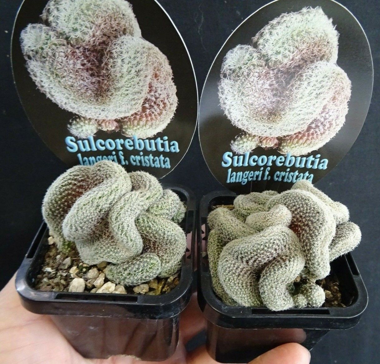 Sulcorebutia langeri cristata - Image 3