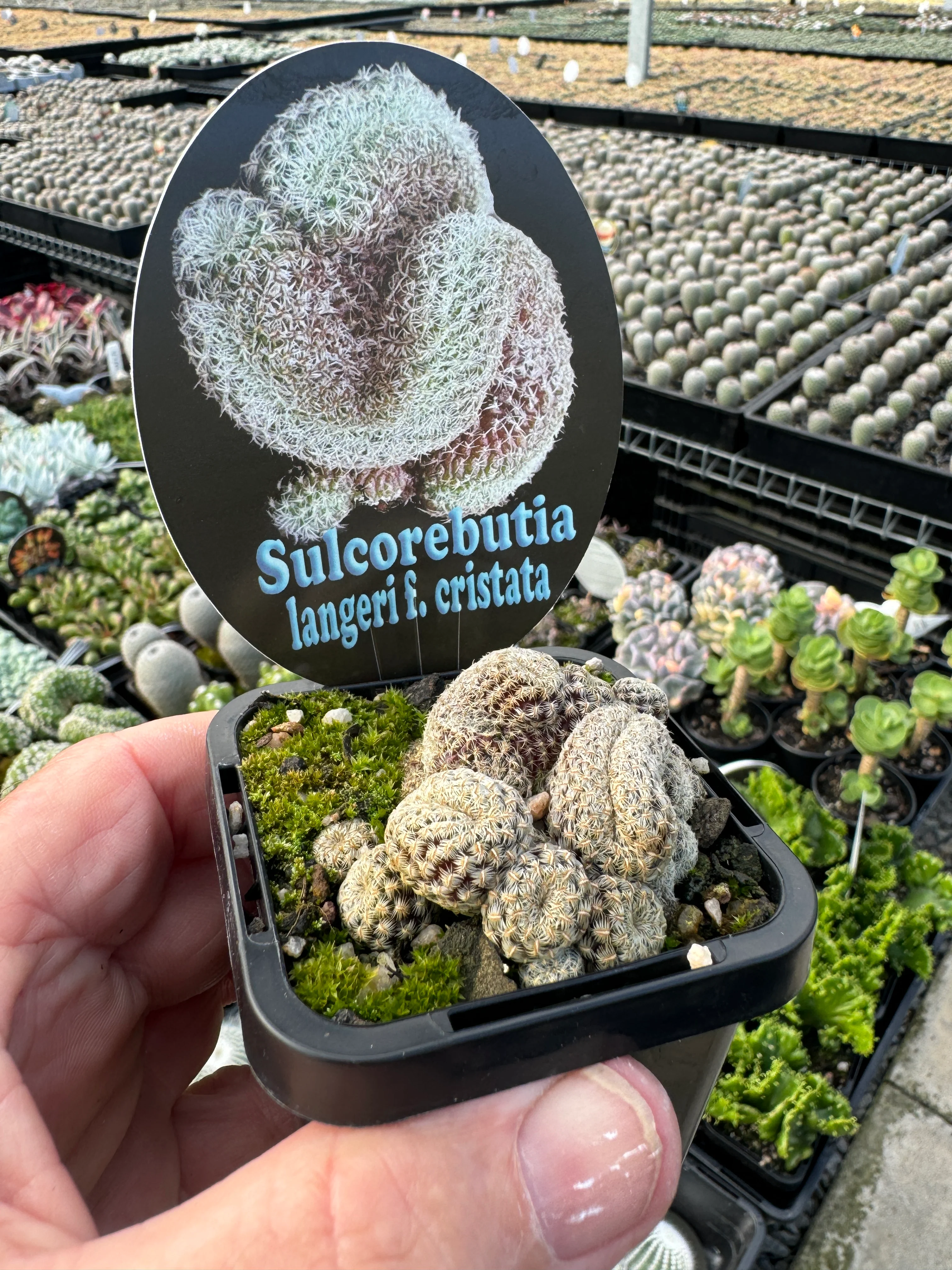 Sulcorebutia langeri cristata - Image 4