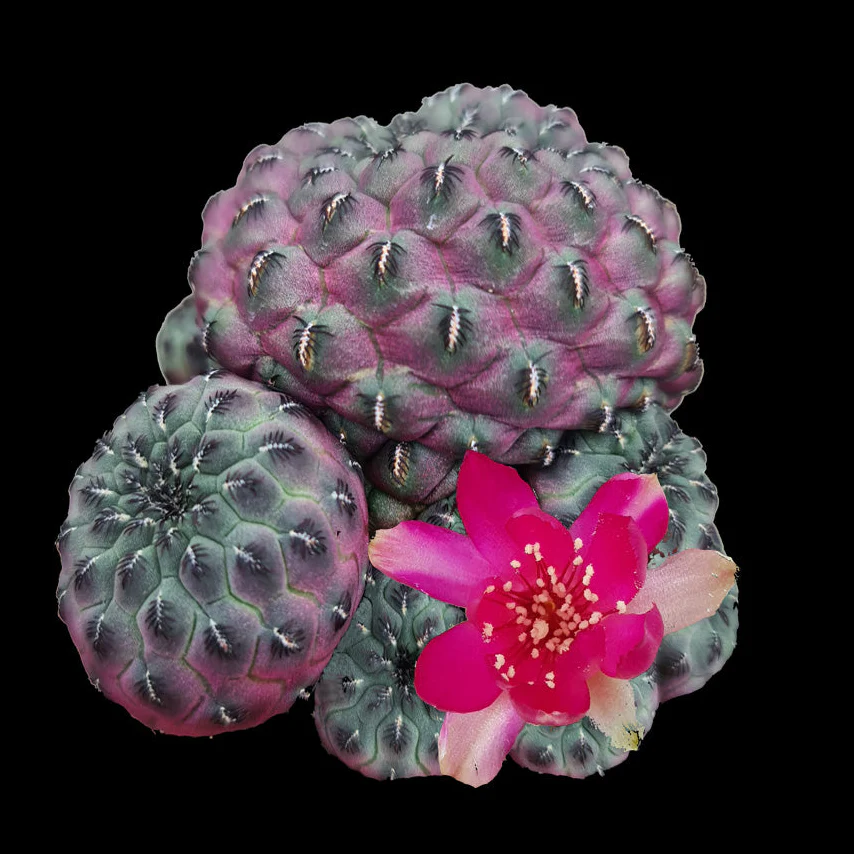 Sulcorebutia rauschii 'Purple' (syn. canigueralii)
