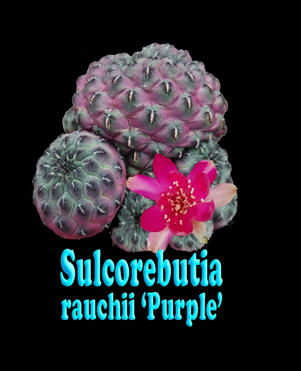 Sulcorebutia rauschii 'Purple' (syn. canigueralii) - Image 2