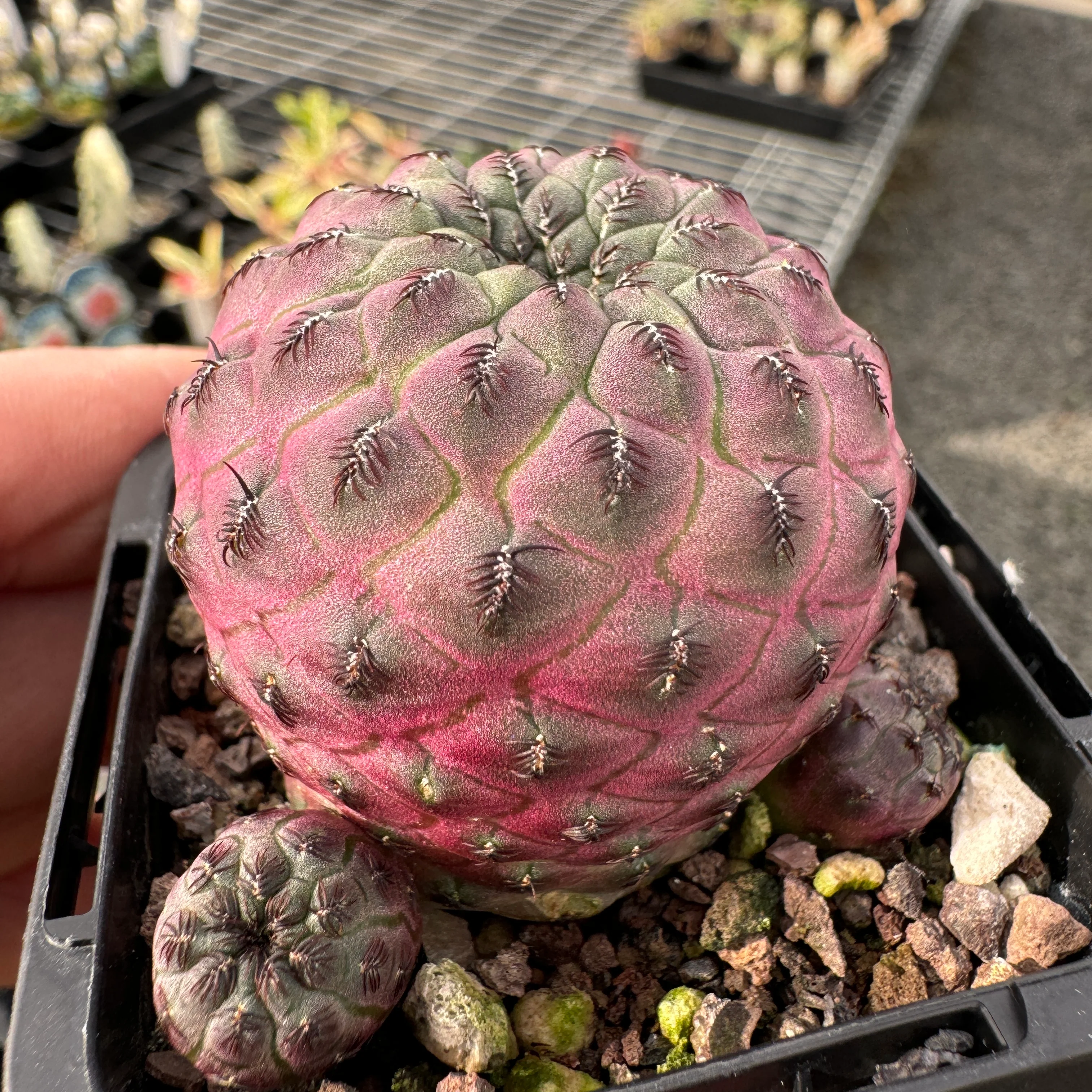 Sulcorebutia rauschii 'Purple' (syn. canigueralii) - Image 3