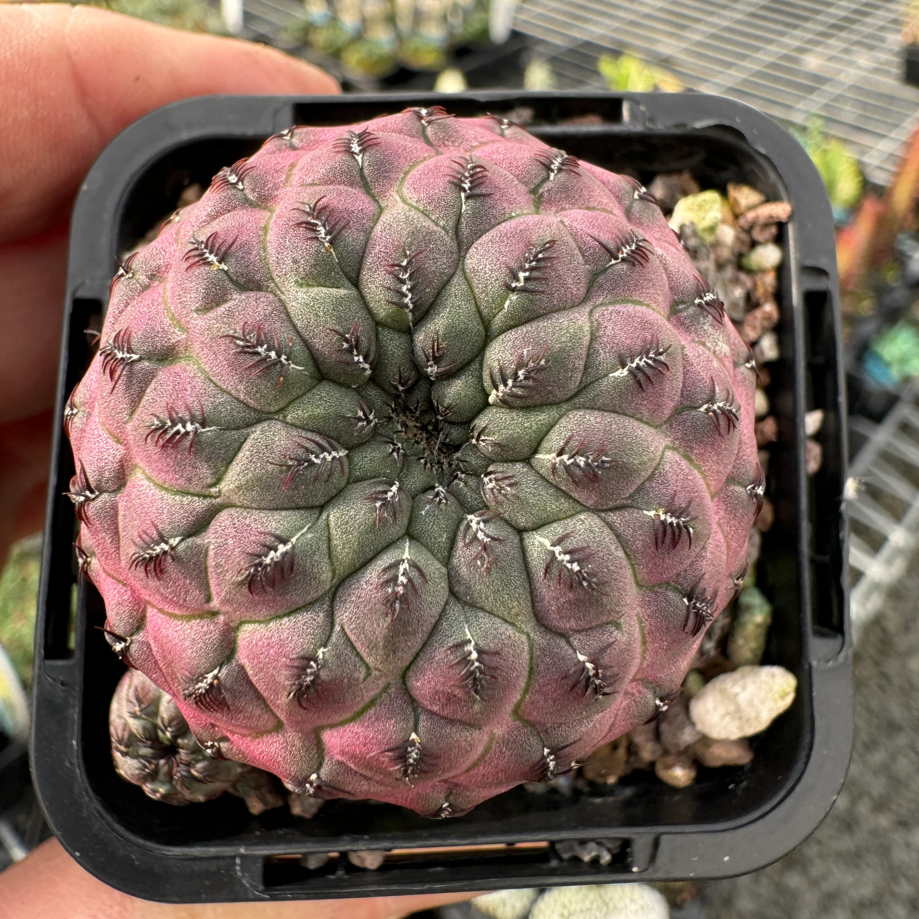 Sulcorebutia rauschii 'Purple' (syn. canigueralii) - Image 4