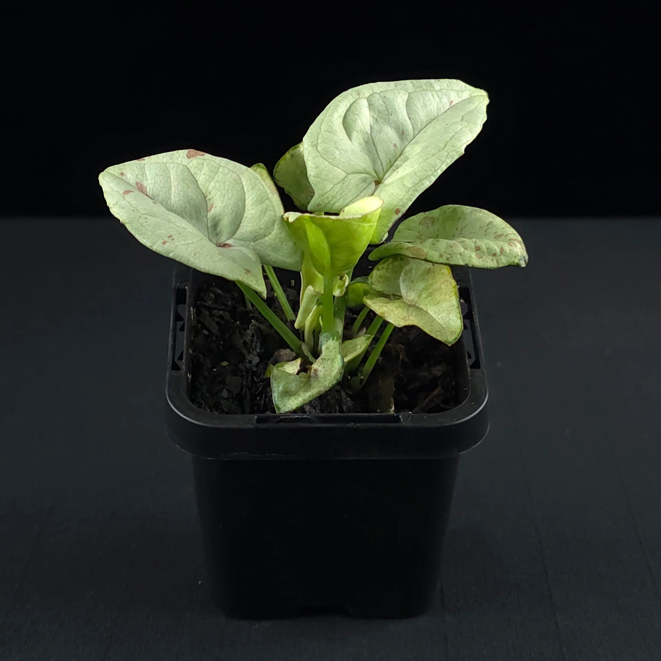 Syngonium podophyllum 'Confetti' - Image 2