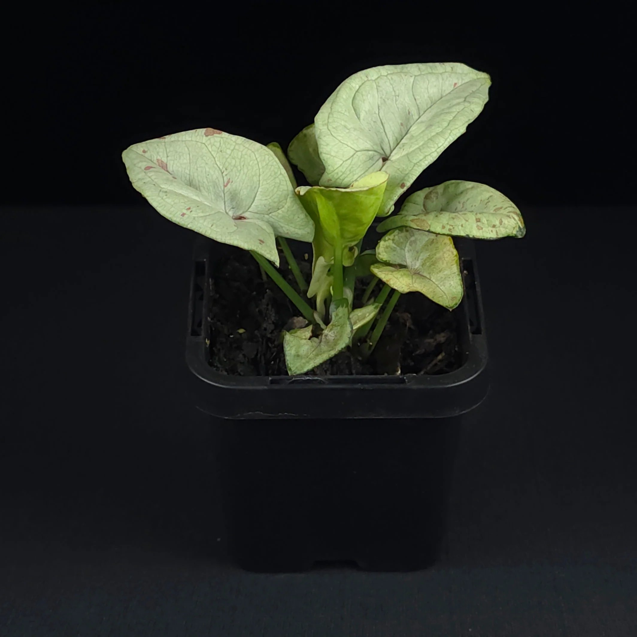 Syngonium podophyllum 'Confetti' - Image 3