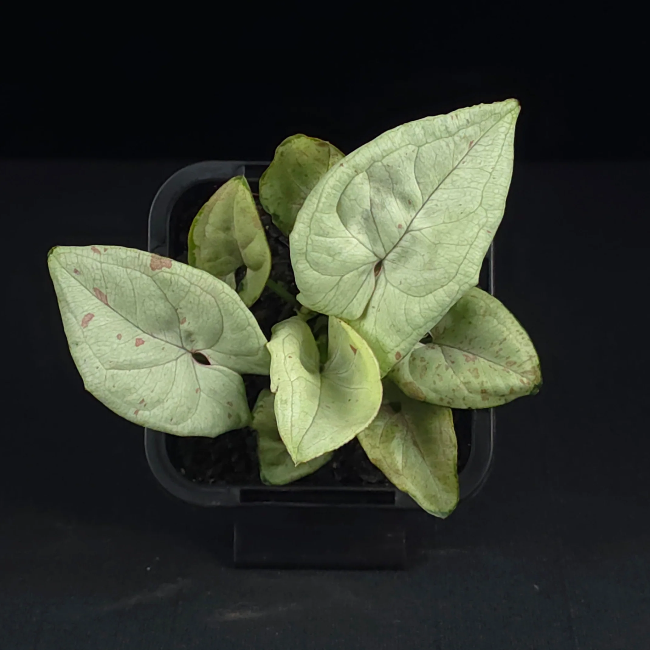 Syngonium podophyllum 'Confetti' - Image 4