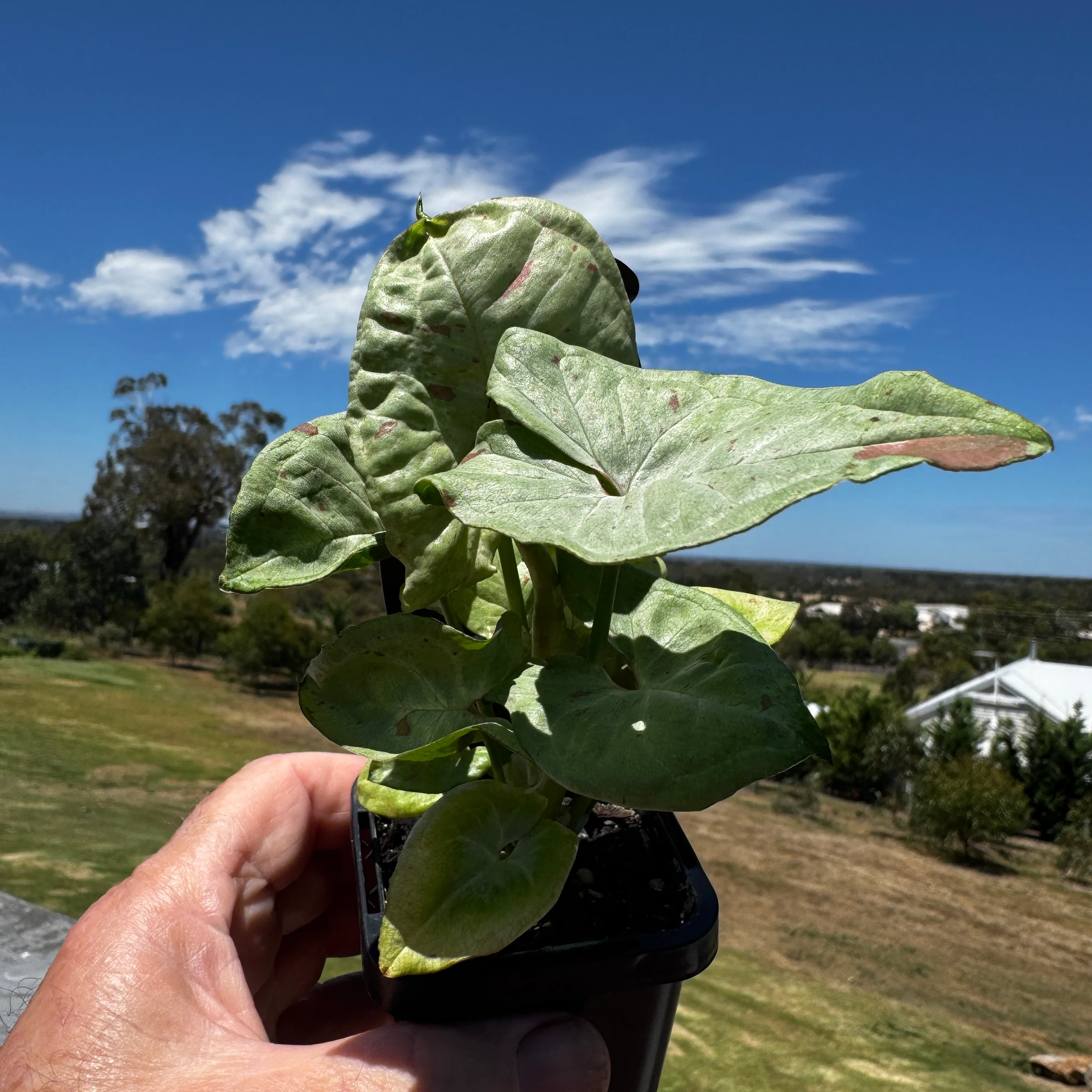 Syngonium podophyllum 'Confetti' - Image 5