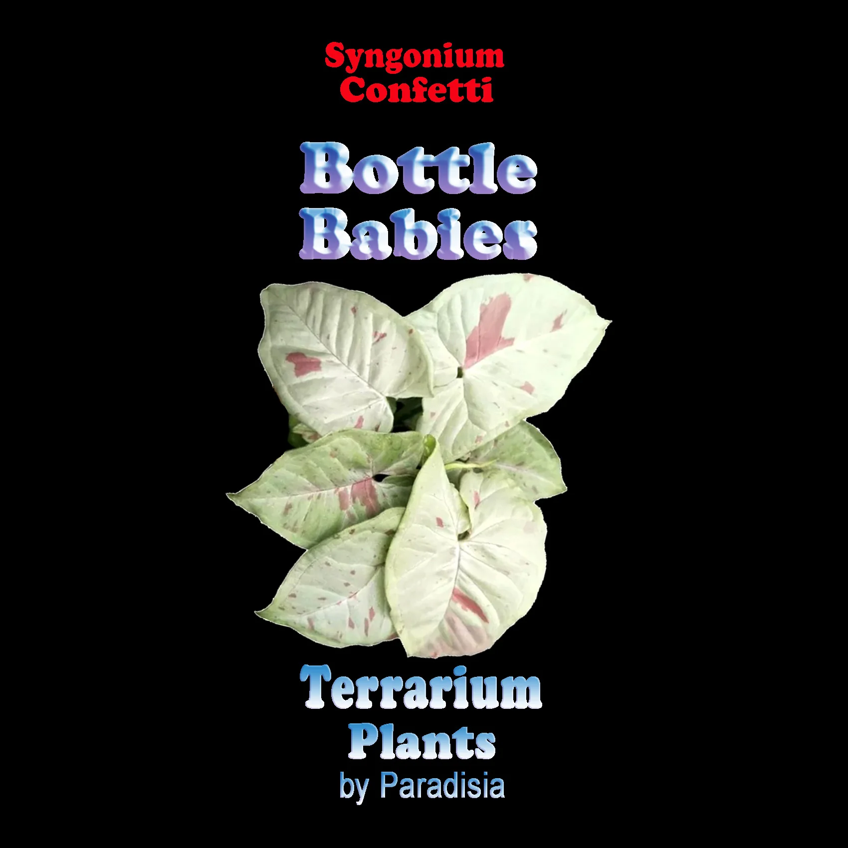 Syngonium podophyllum 'Confetti' - Image 6