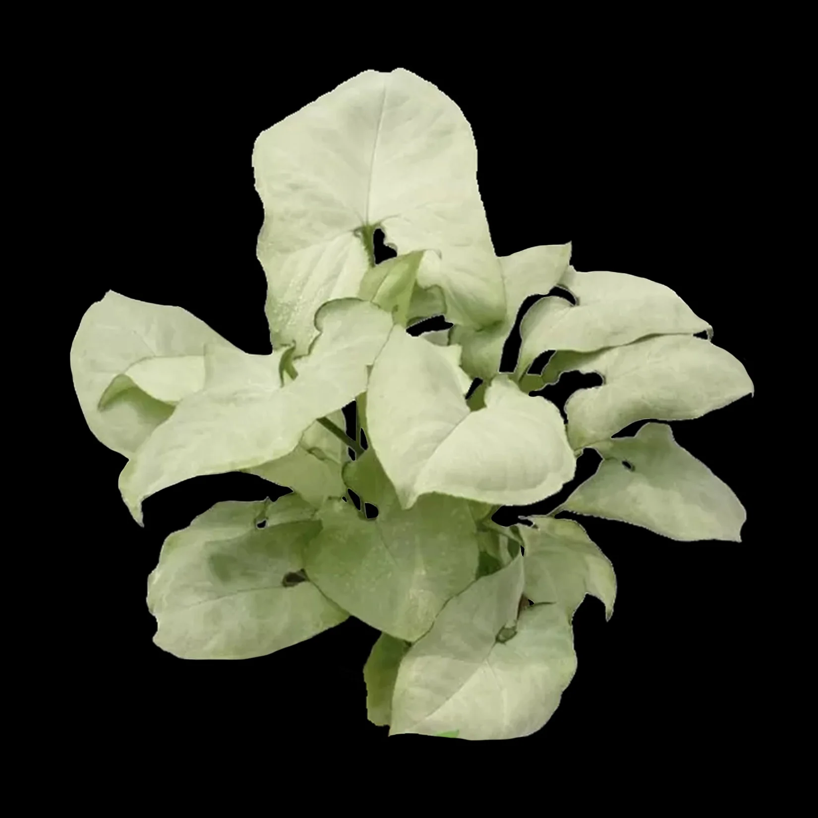 Syngonium podophyllum 'Holly'