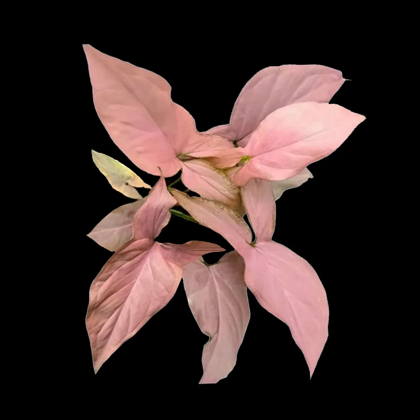 Syngonium podophyllum 'Maya Red'