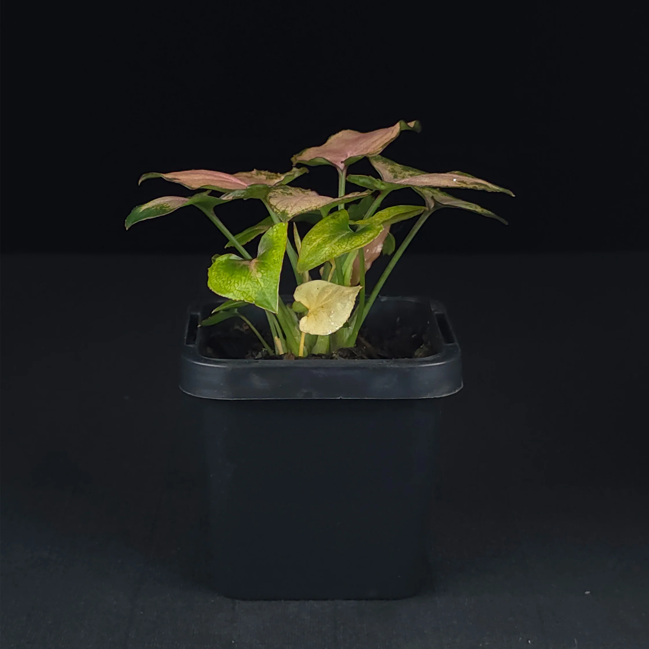 Syngonium podophyllum 'Maya Red' - Image 2