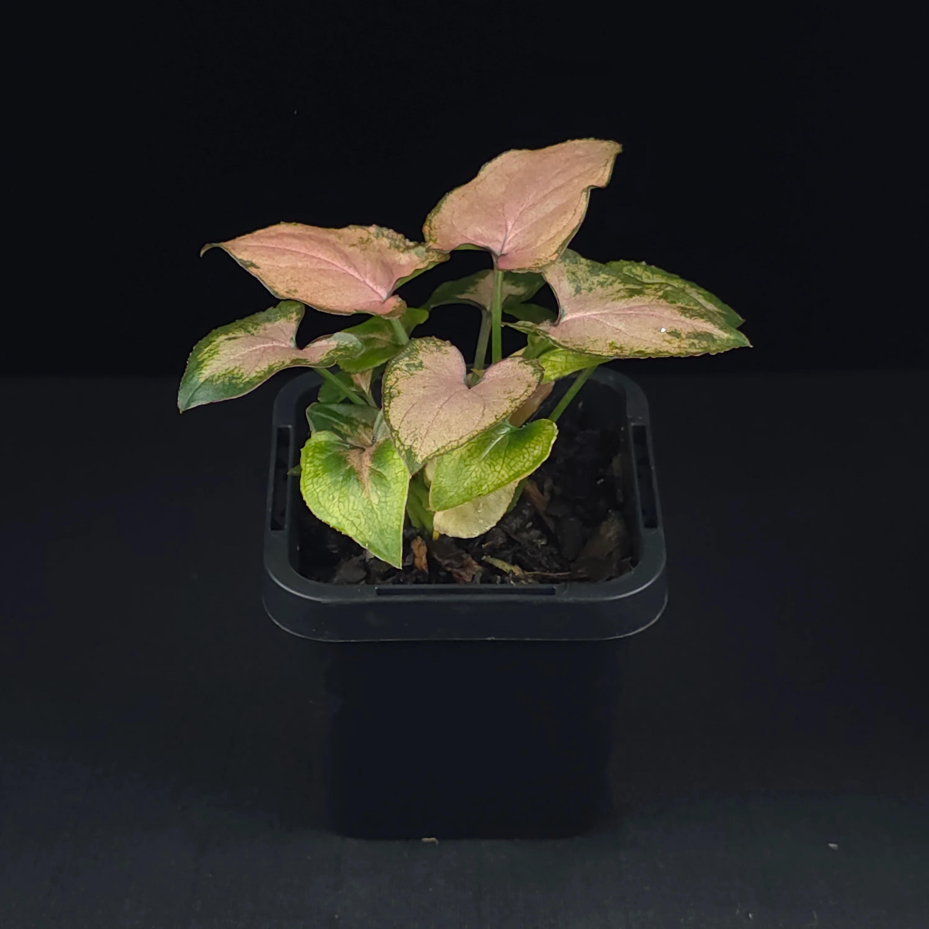 Syngonium podophyllum 'Maya Red' - Image 3