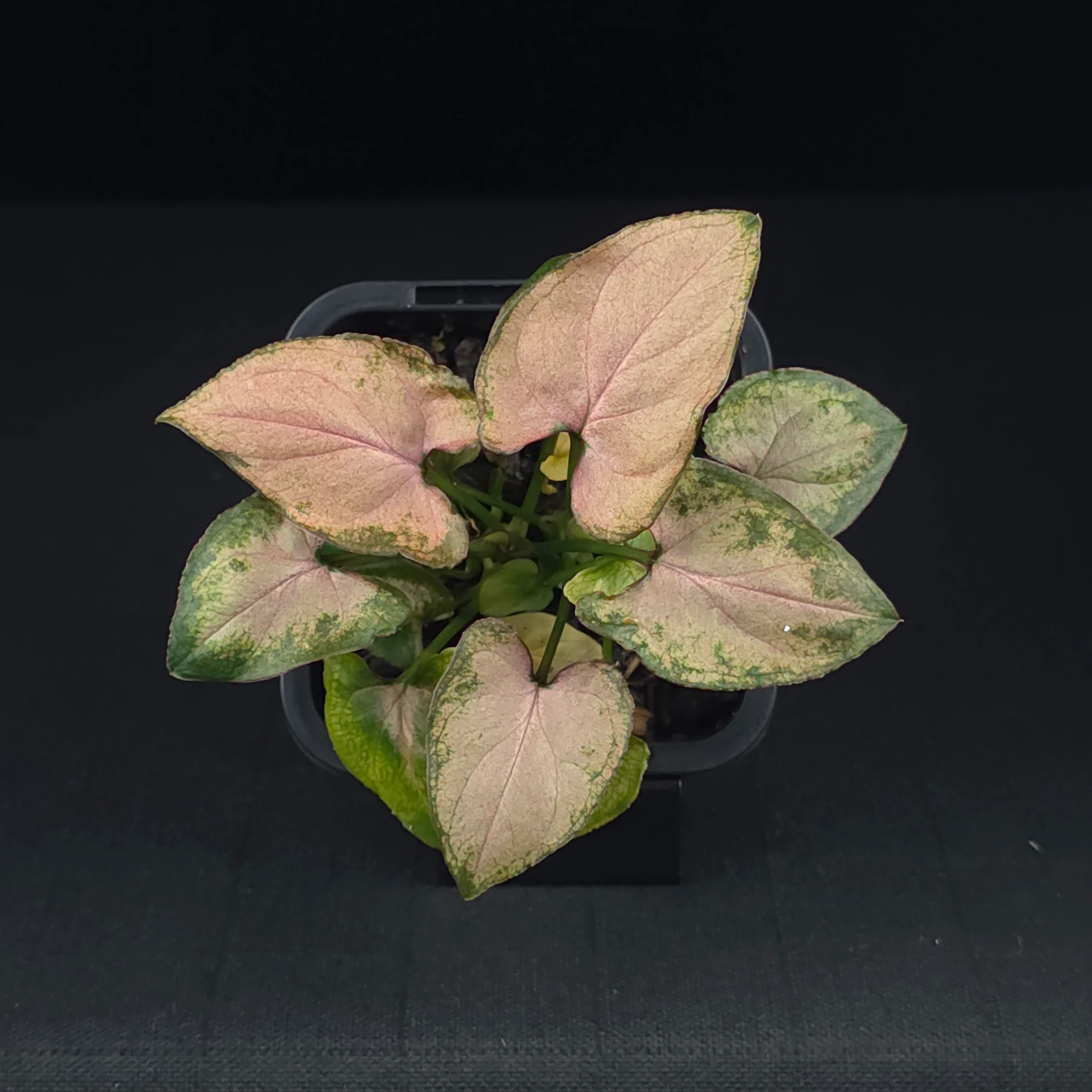 Syngonium podophyllum 'Maya Red' - Image 4