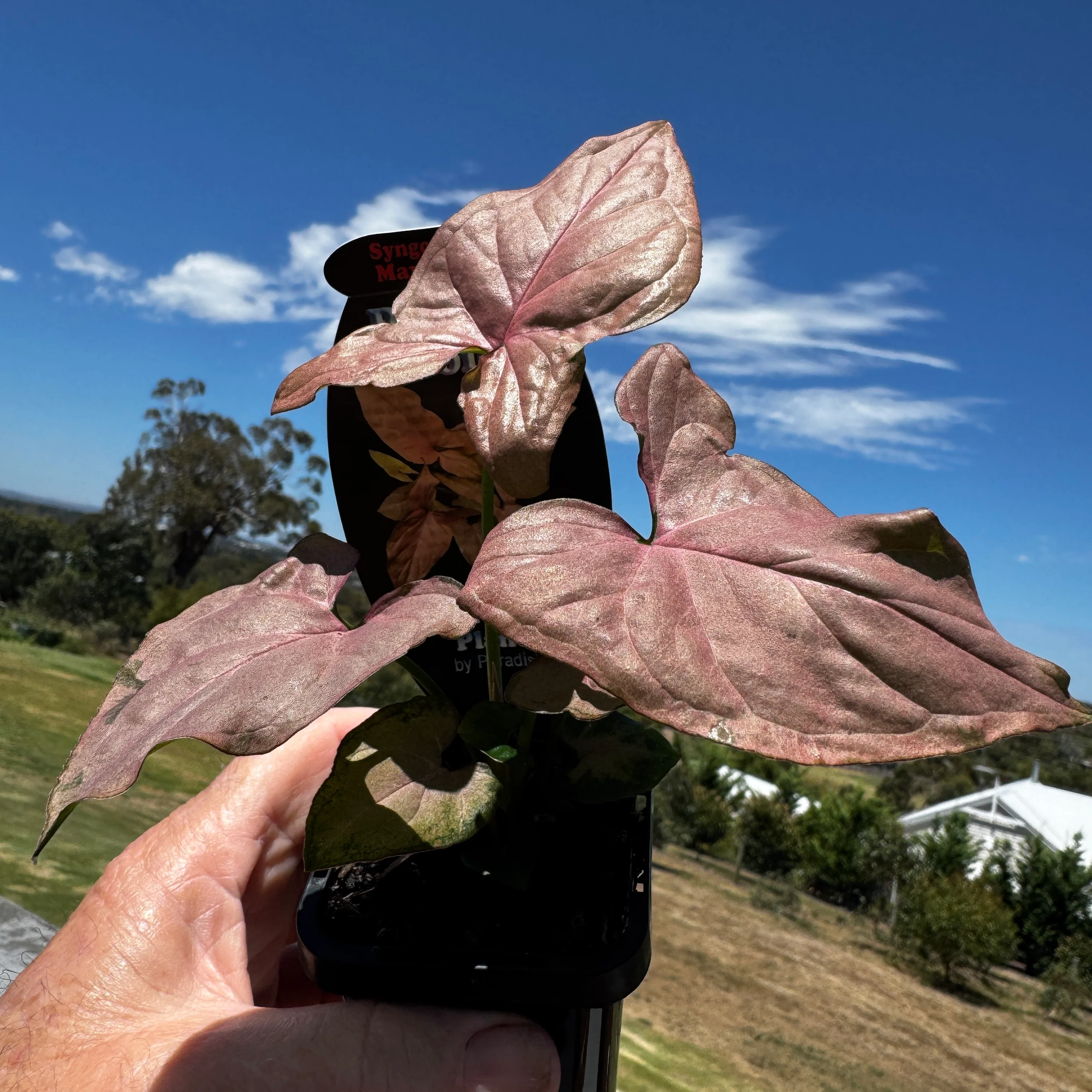Syngonium podophyllum 'Maya Red' - Image 5