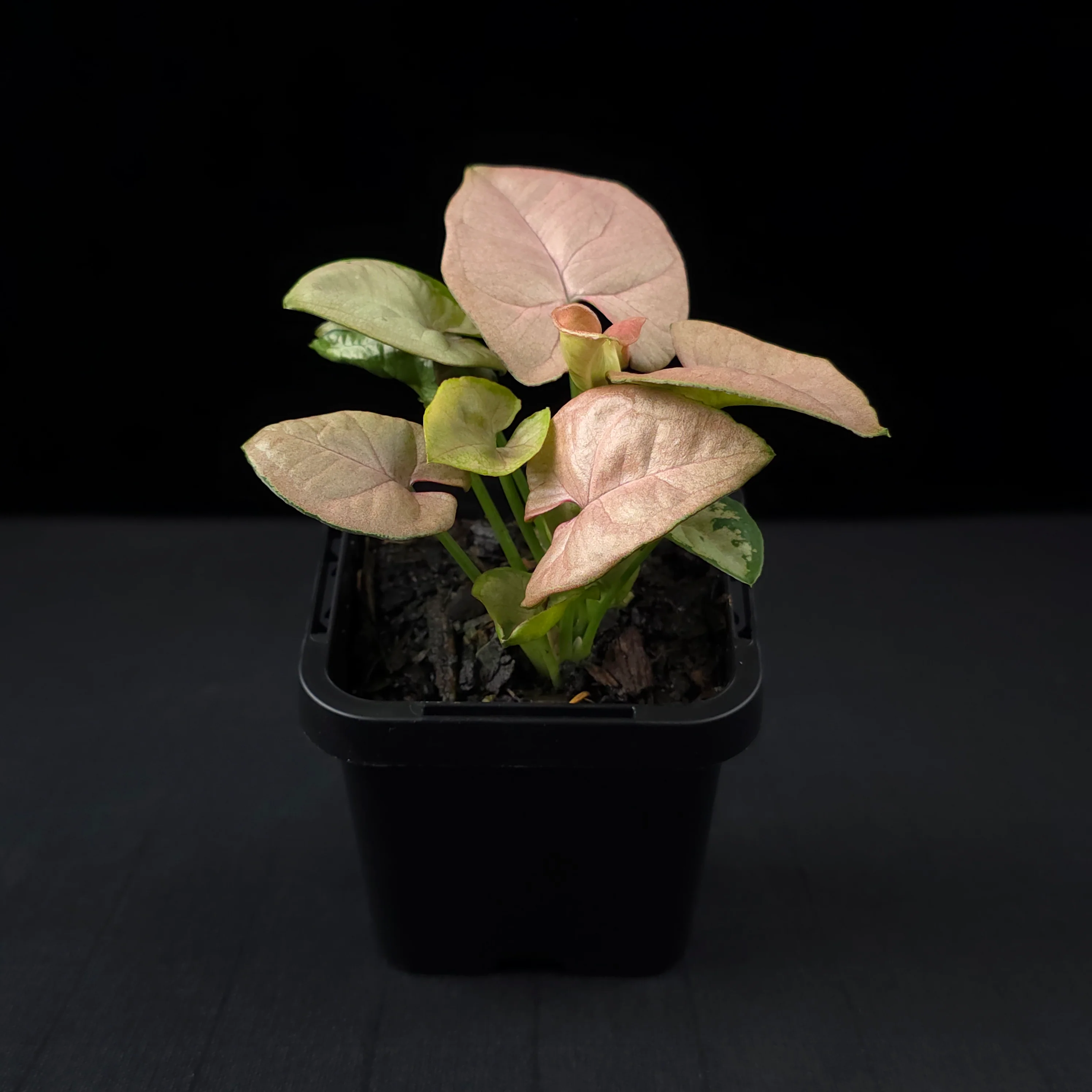 Syngonium podophyllum 'Neon' - Image 3