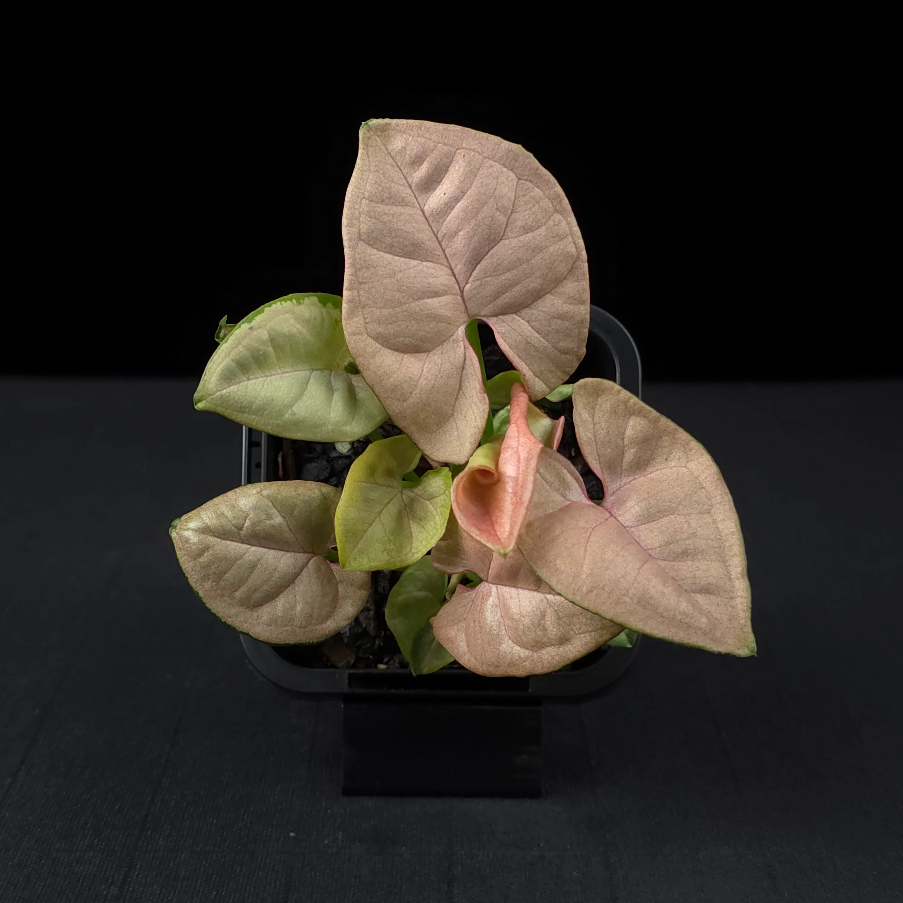 Syngonium podophyllum 'Neon' - Image 4