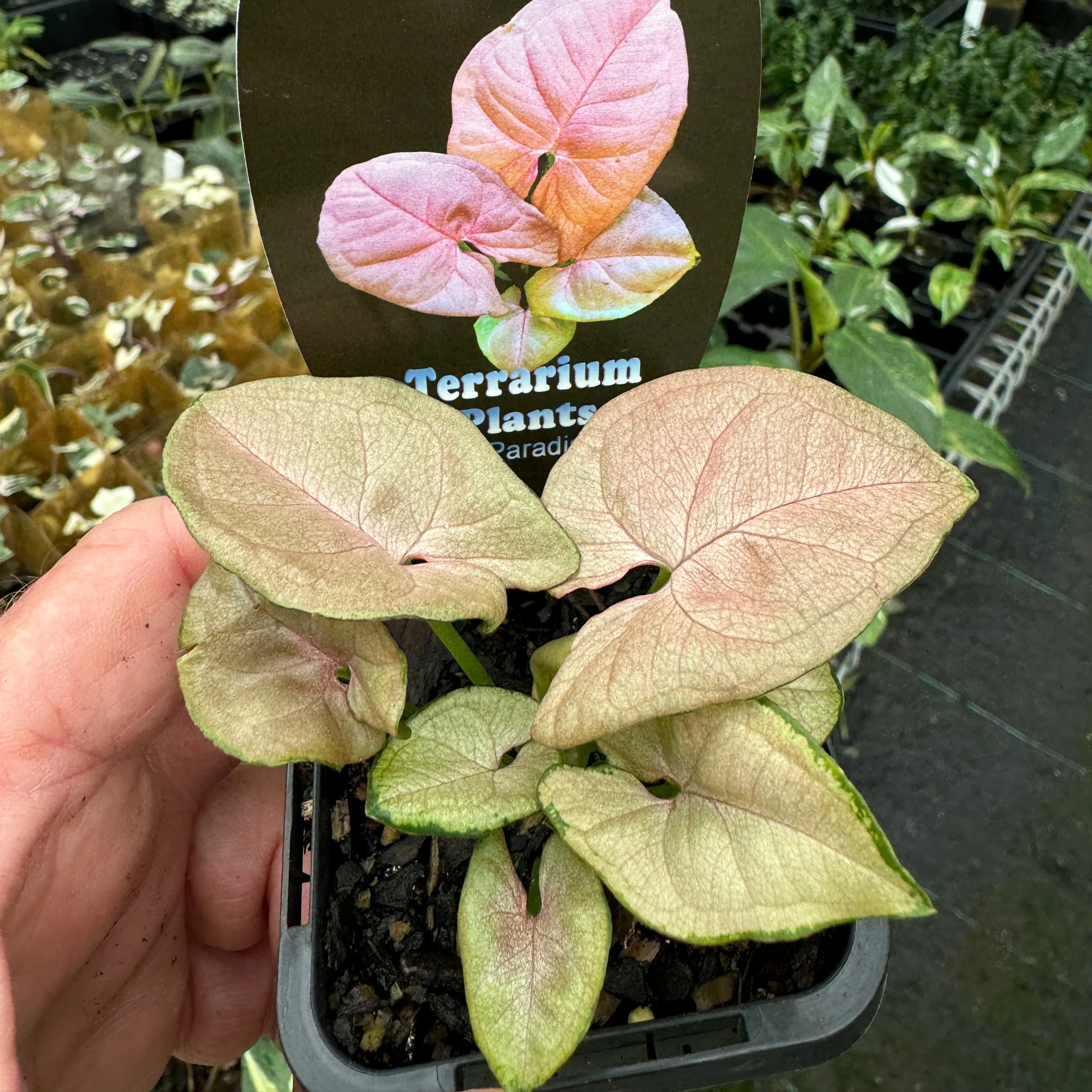 Syngonium podophyllum 'Neon' - Image 5