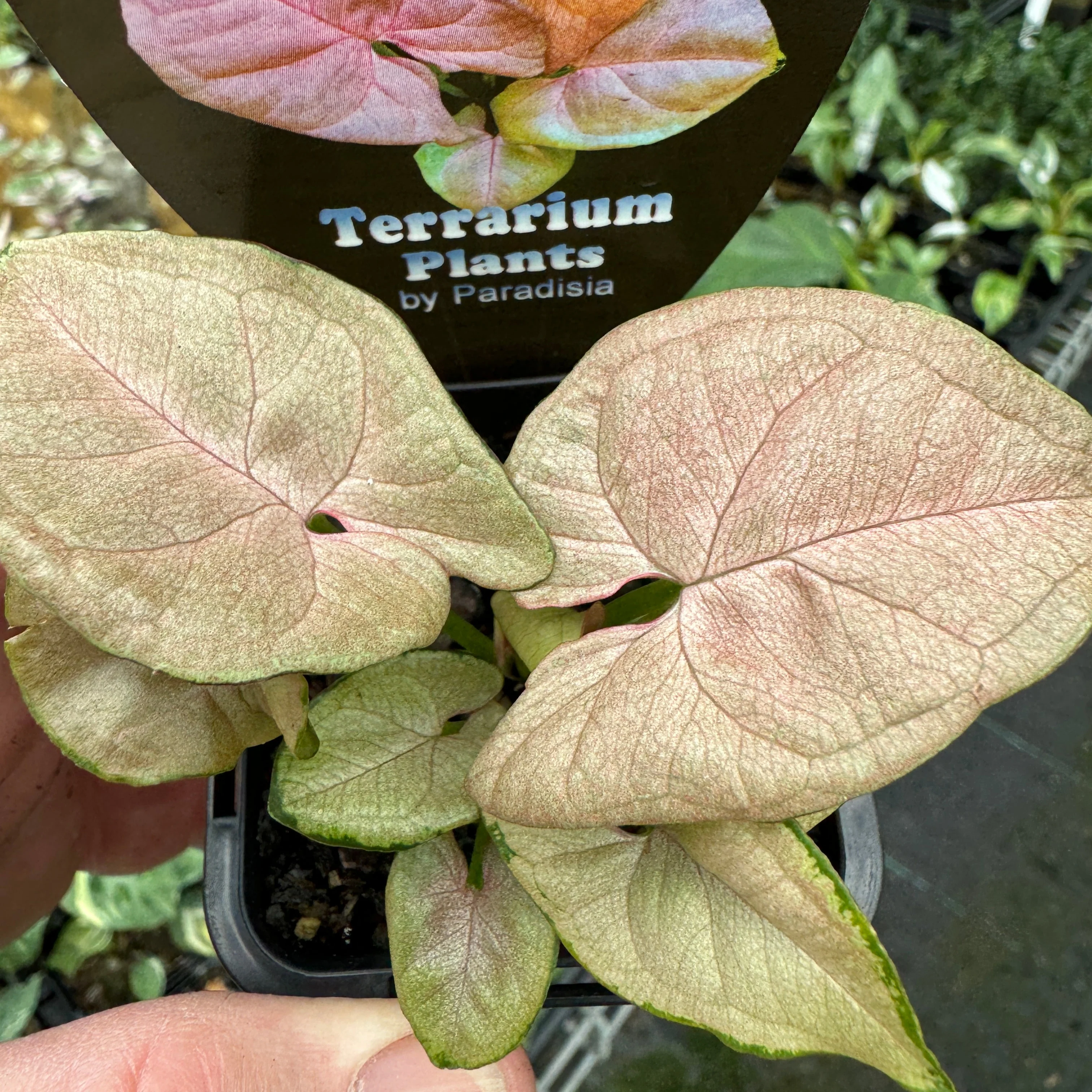 Syngonium podophyllum 'Neon' - Image 6