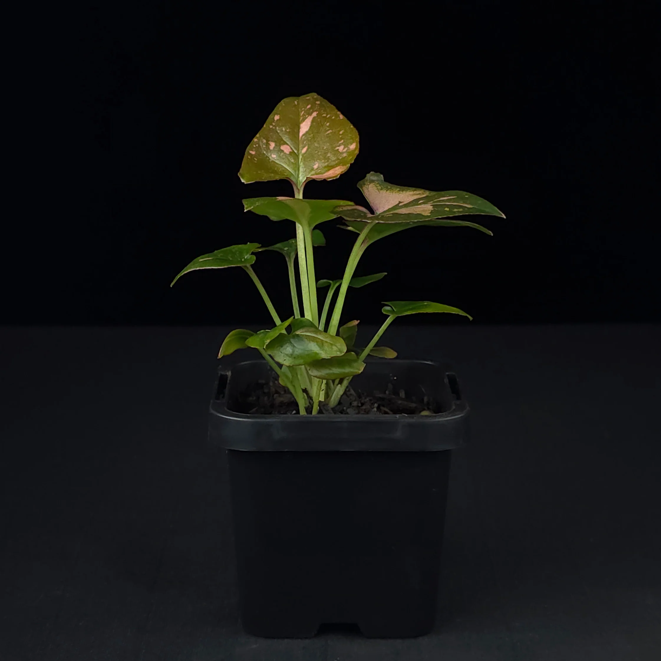 Syngonium podophyllum 'Pink Passion' - Image 2