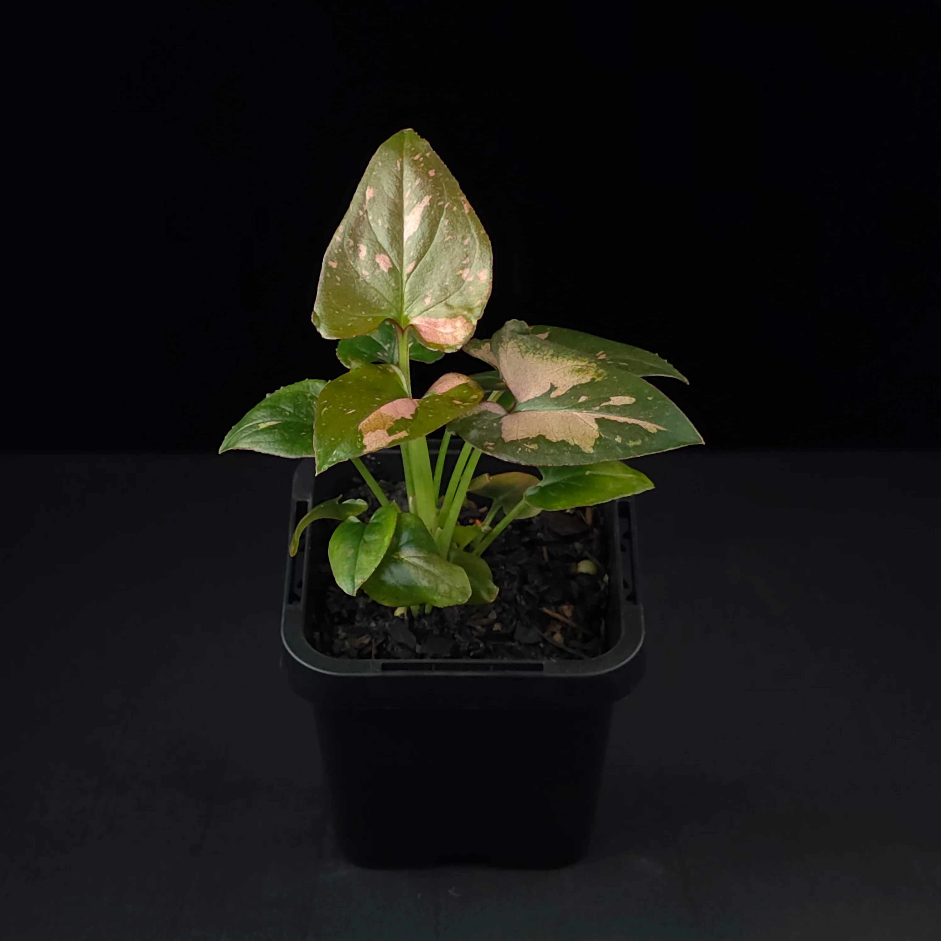 Syngonium podophyllum 'Pink Passion' - Image 3
