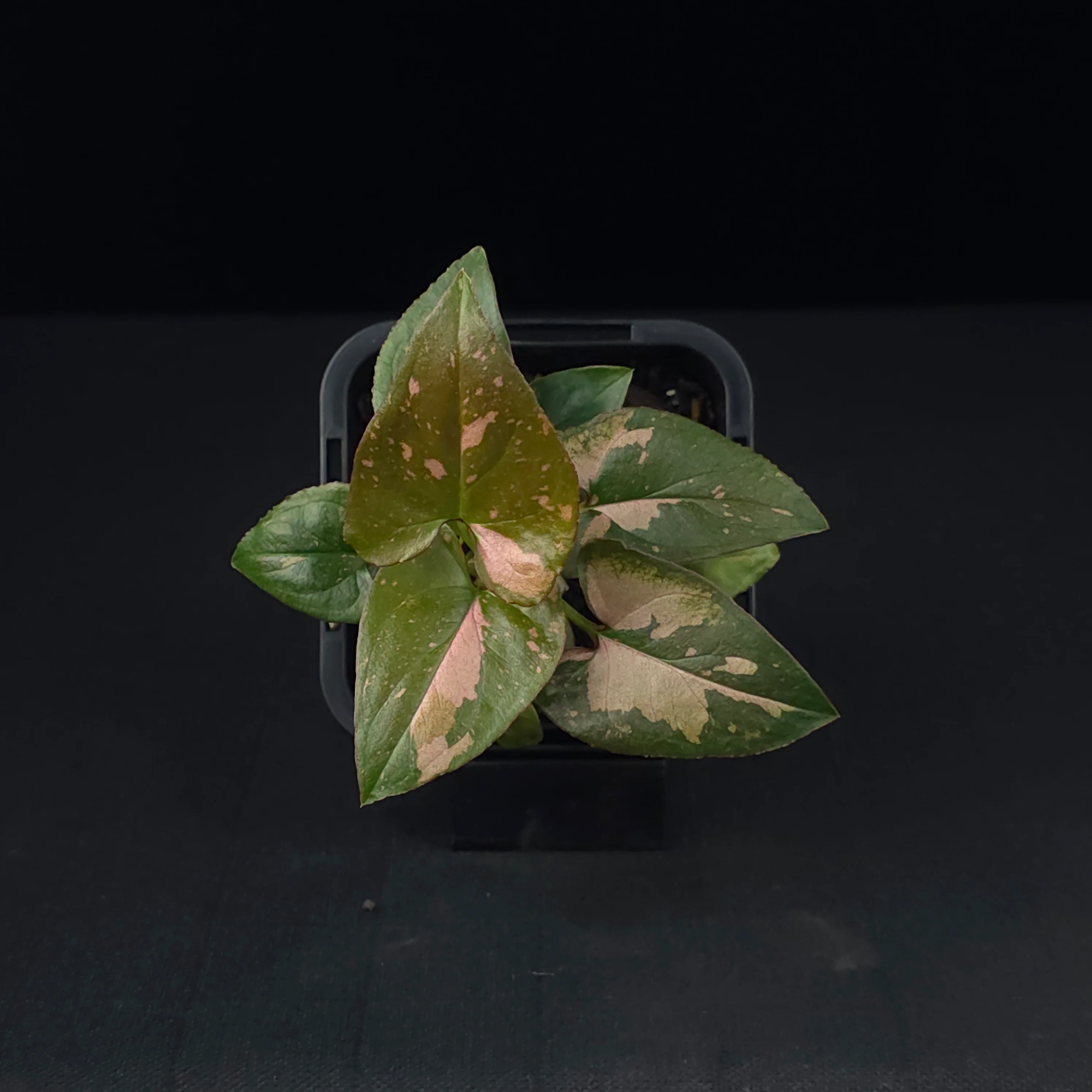 Syngonium podophyllum 'Pink Passion' - Image 4