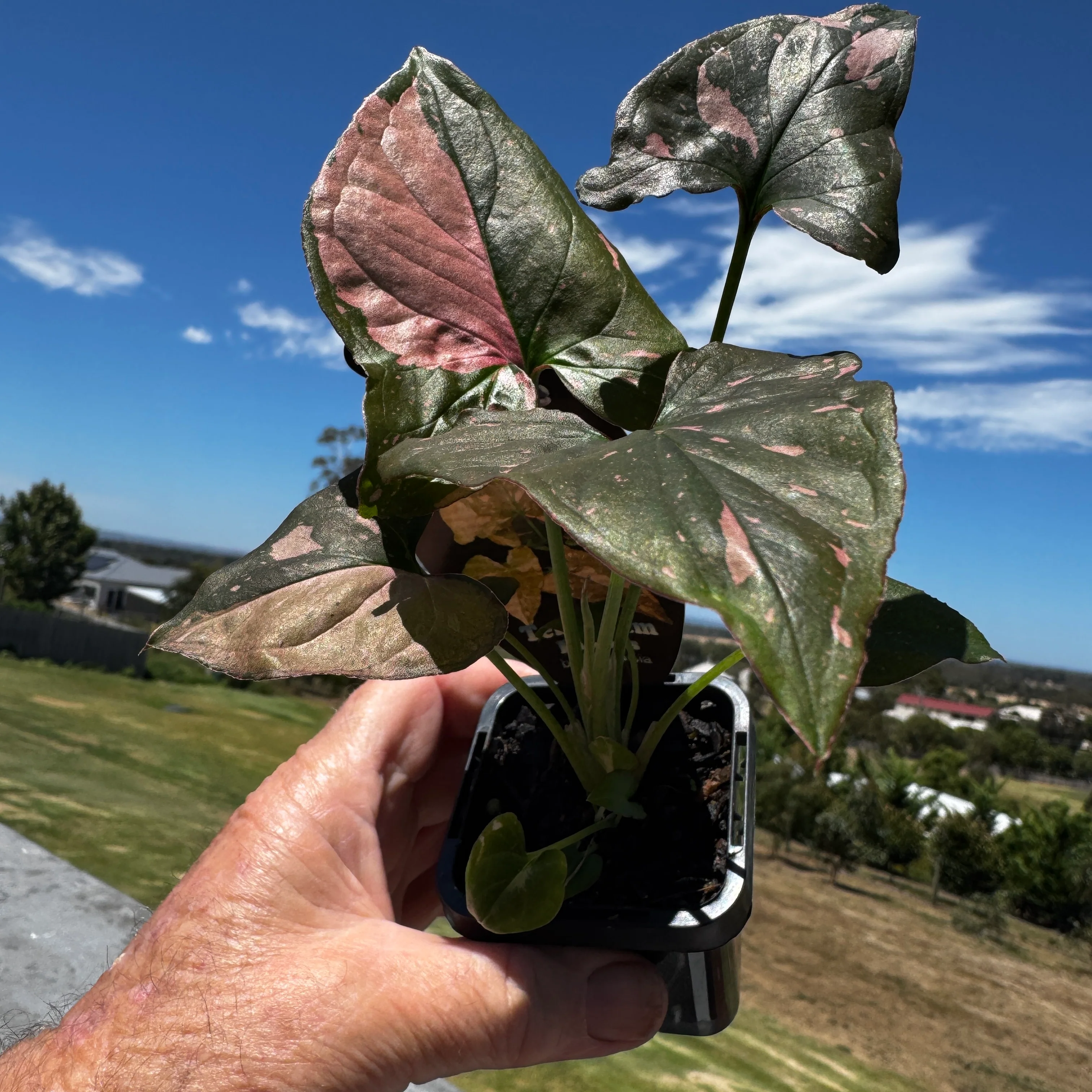 Syngonium podophyllum 'Pink Passion' - Image 5