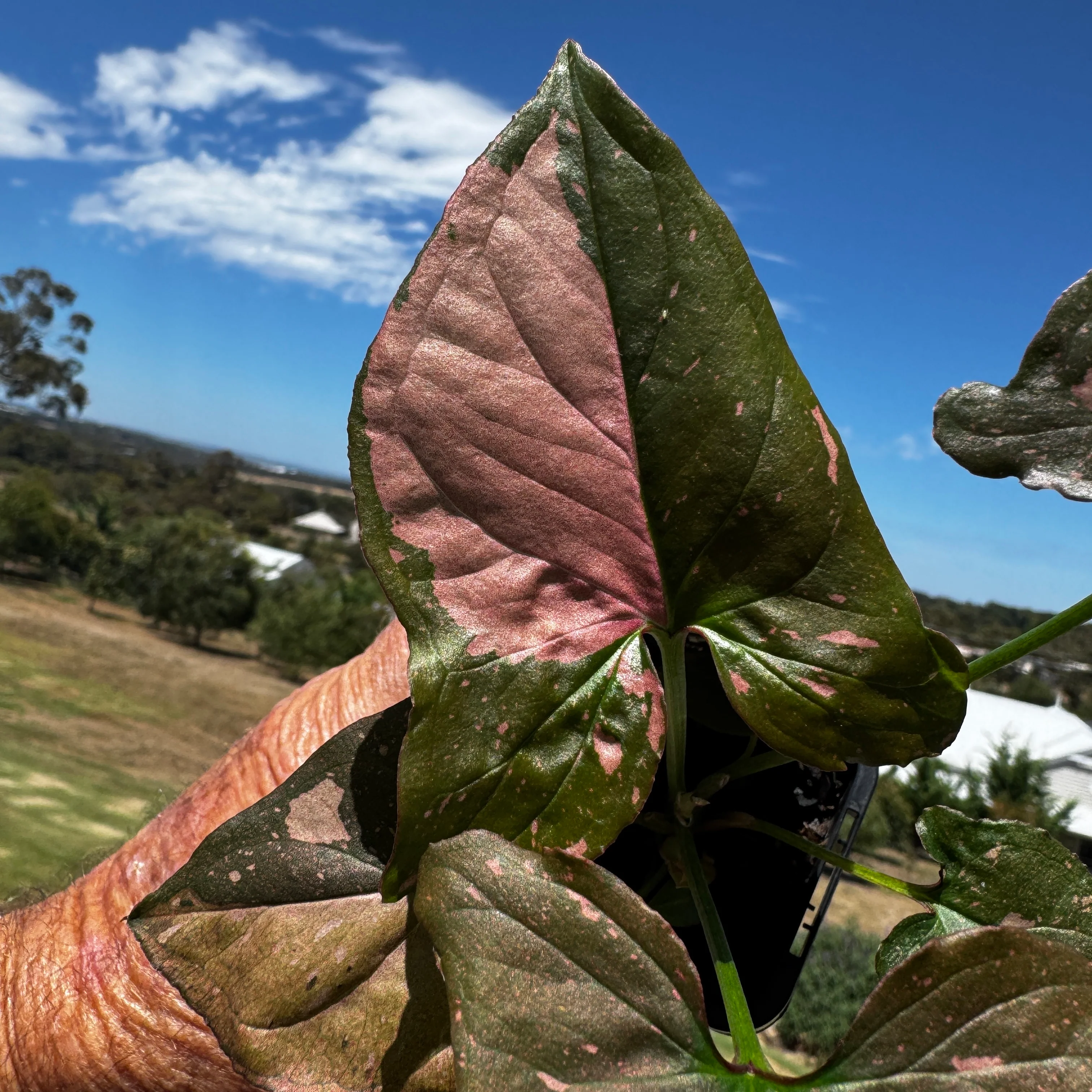 Syngonium podophyllum 'Pink Passion' - Image 6