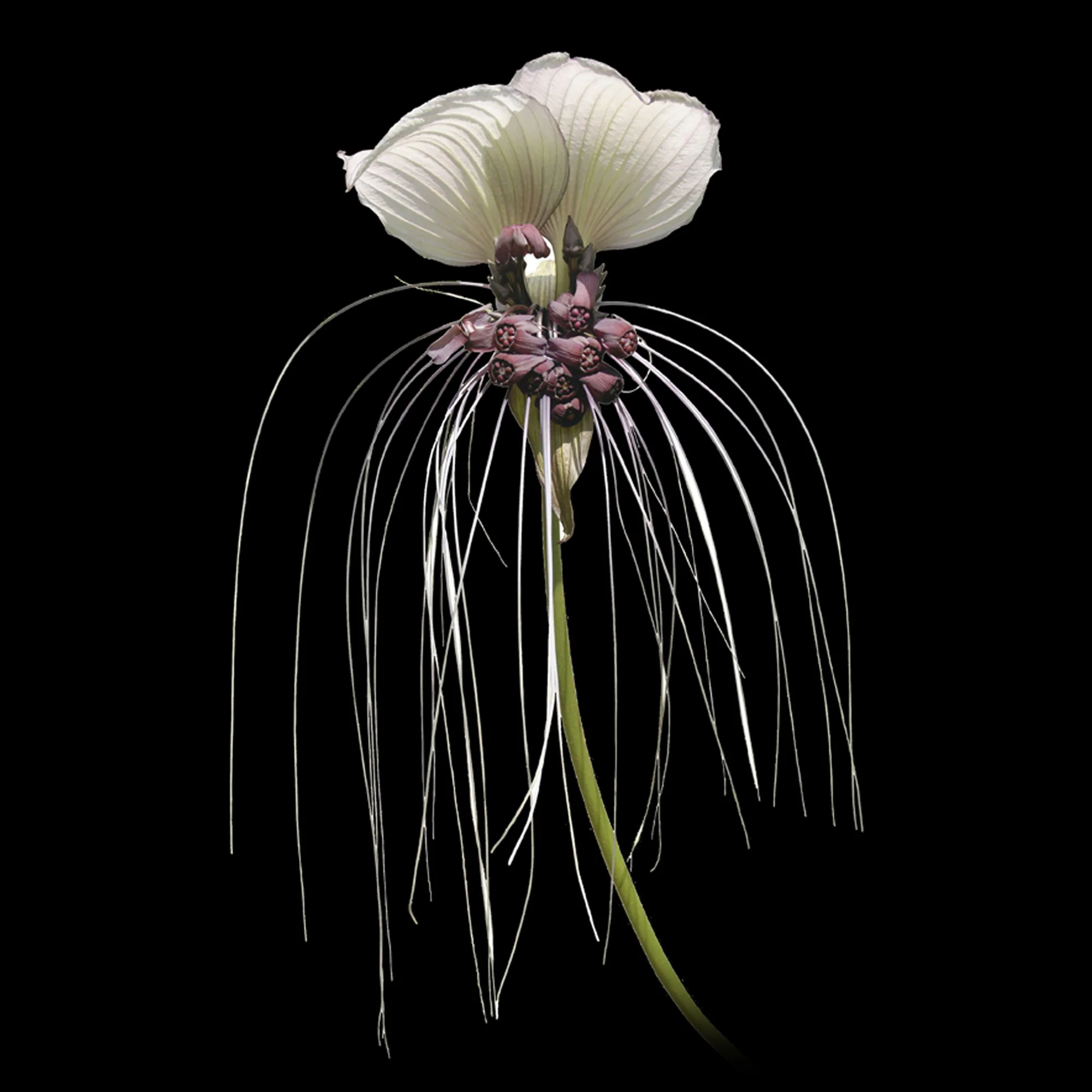 Tacca integrifolia 'The White Bat Flower'