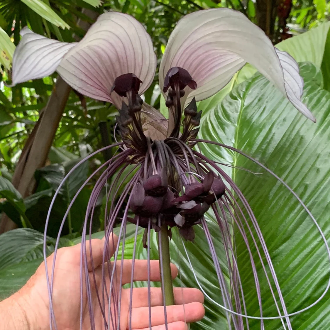 Tacca integrifolia 'The White Bat Flower' - Image 2