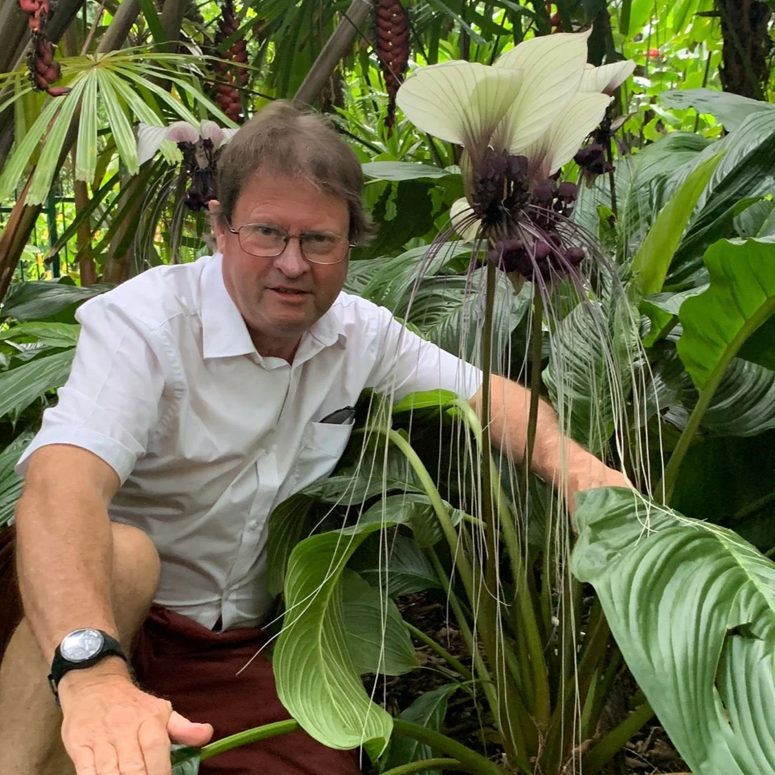 Tacca integrifolia 'The White Bat Flower' - Image 3