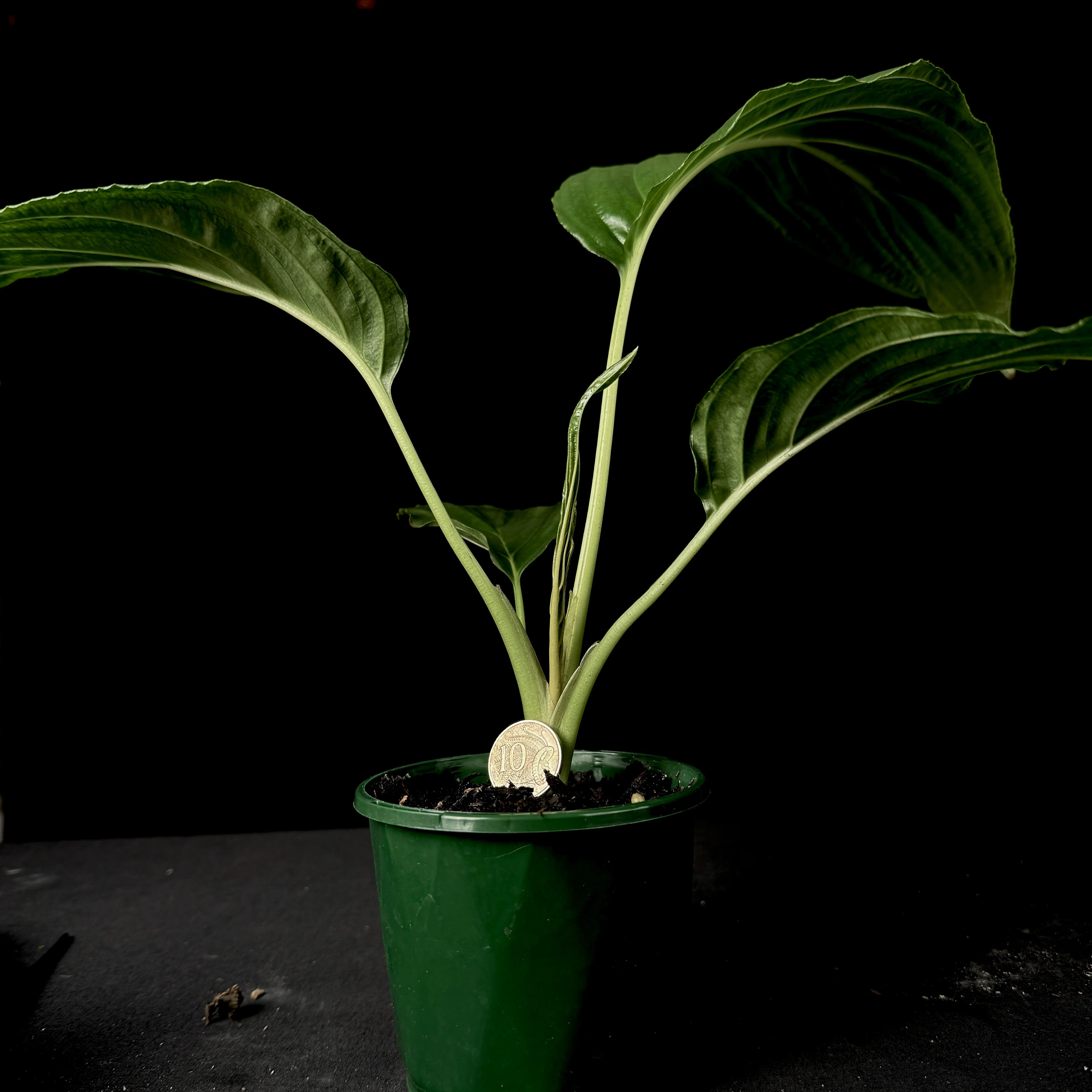 Tacca integrifolia 'The White Bat Flower' - Image 4