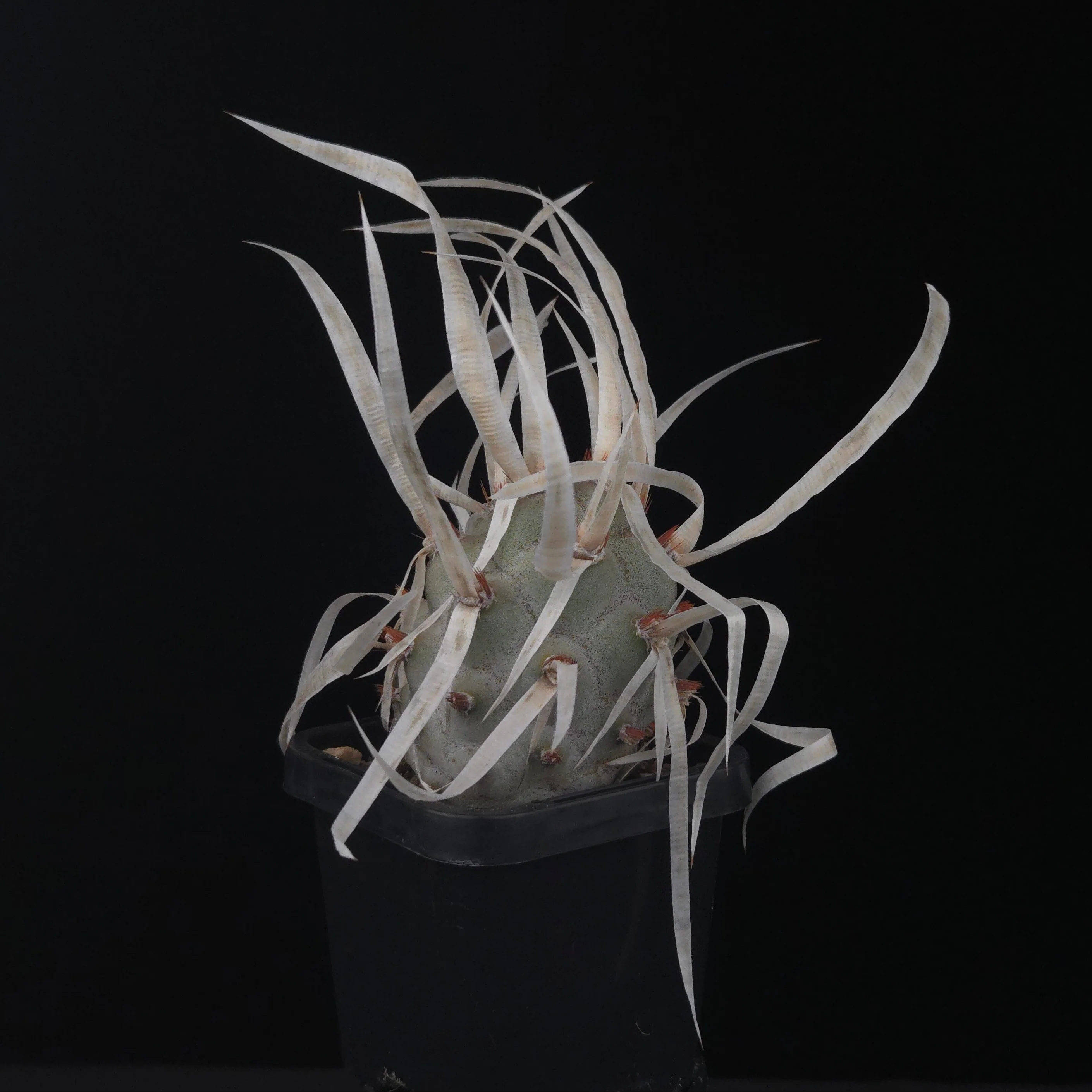 Tephrocactus articulatus var. papyracanthus (Large Form) (WA & SA Prohibited)