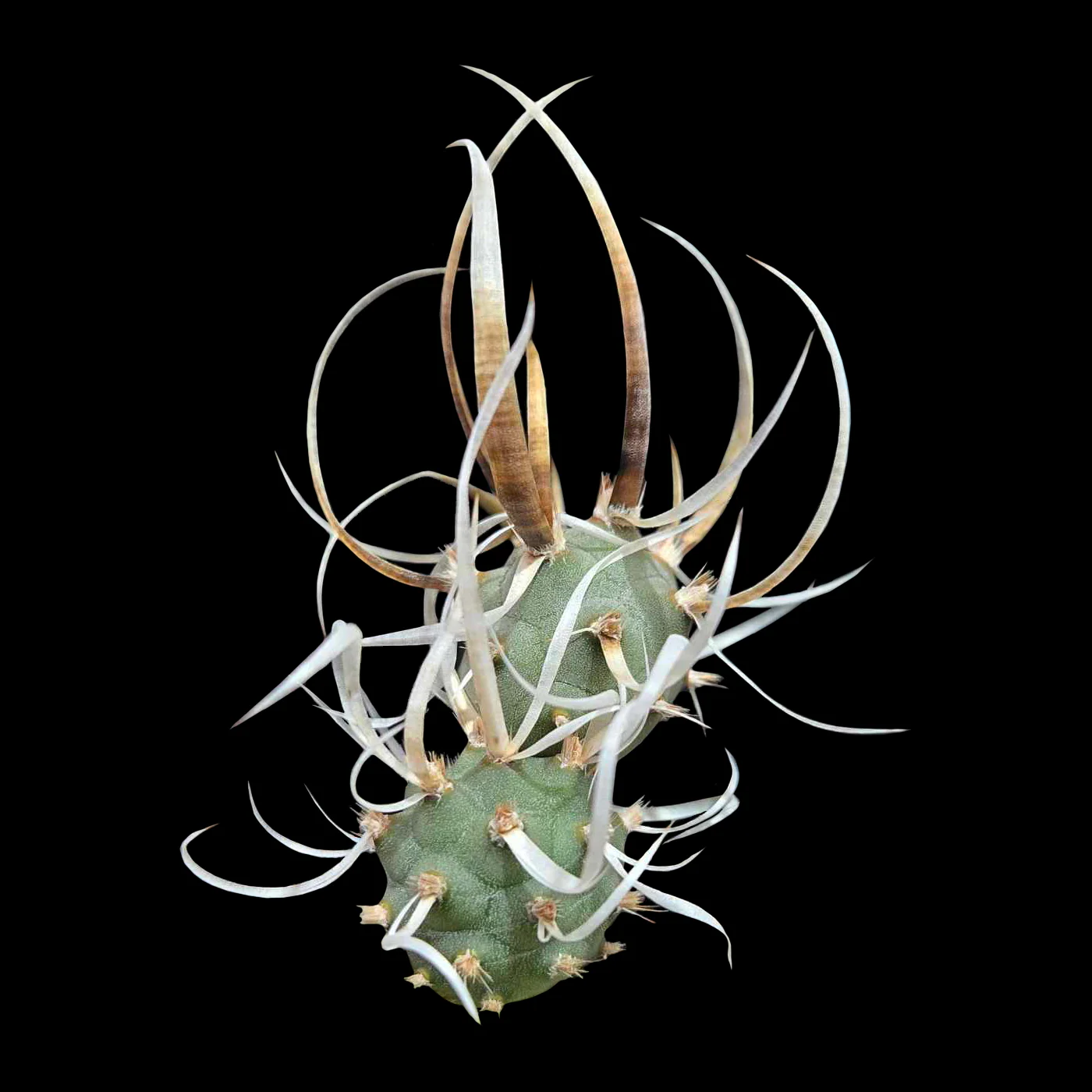 Tephrocactus articulatus var. papyracanthus (Dwarf) (WA & SA Prohibited)