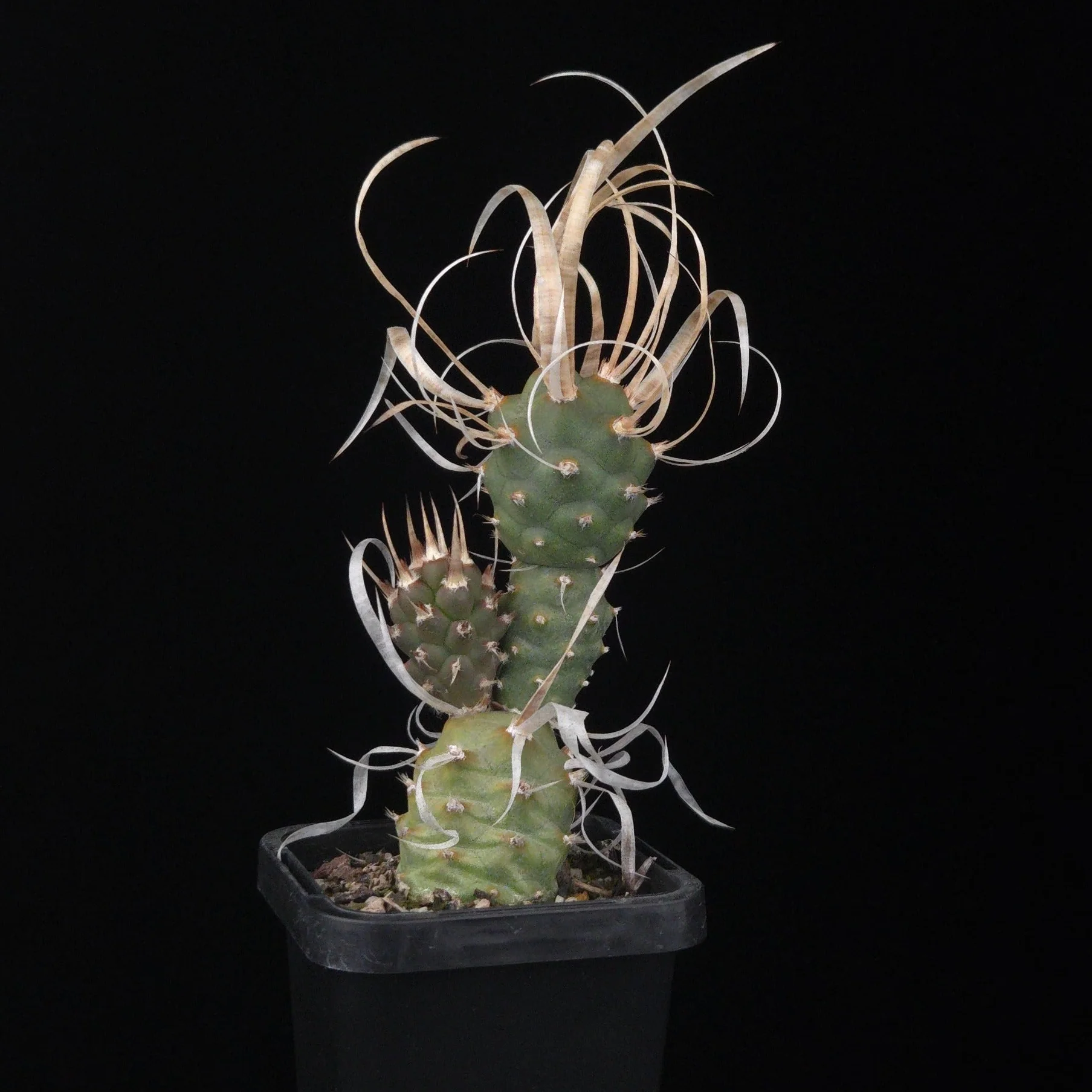 Tephrocactus articulatus var. papyracanthus (Dwarf) (WA & SA Prohibited) - Image 2