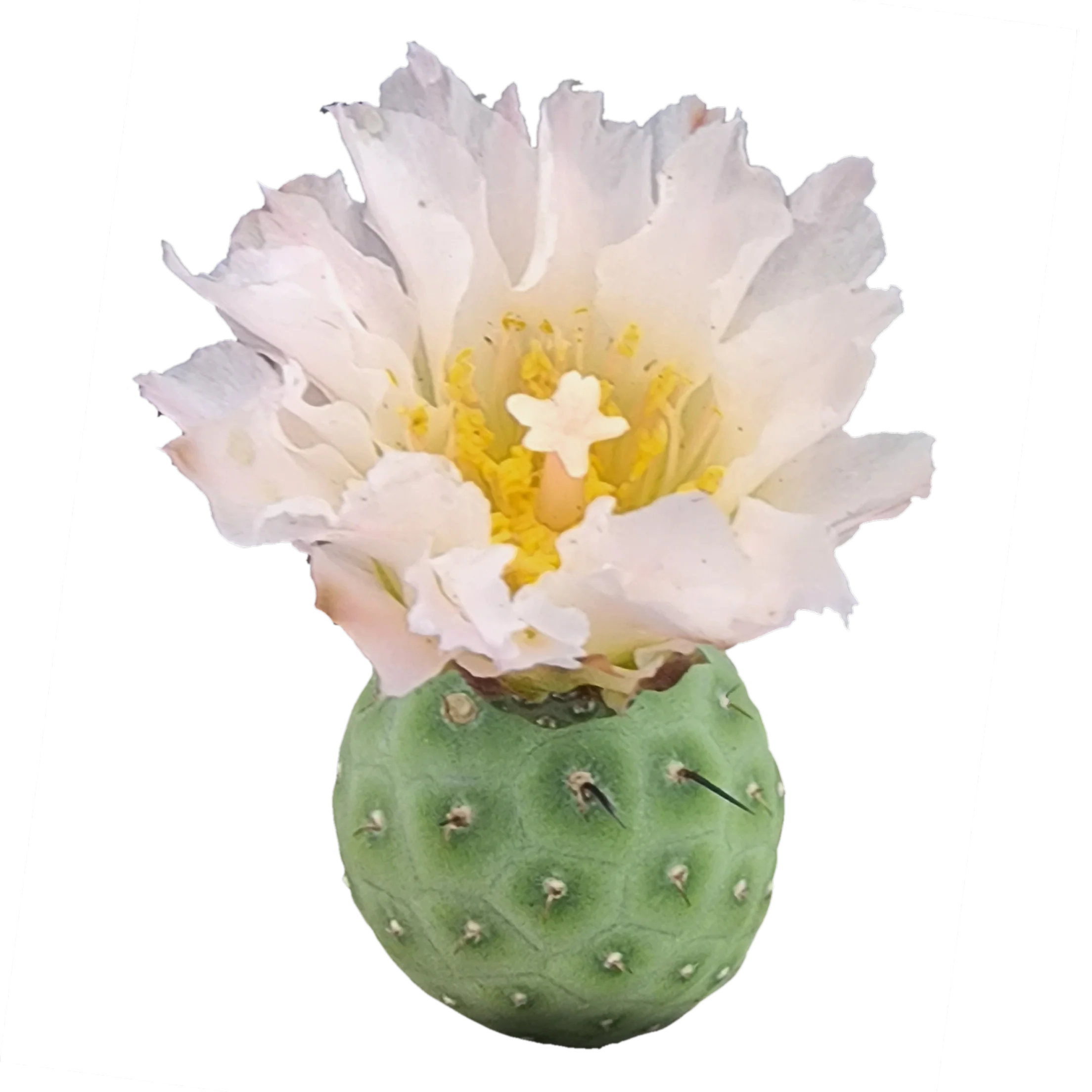 Tephrocactus geometricus (SA/WA Prohibited) - Image 2