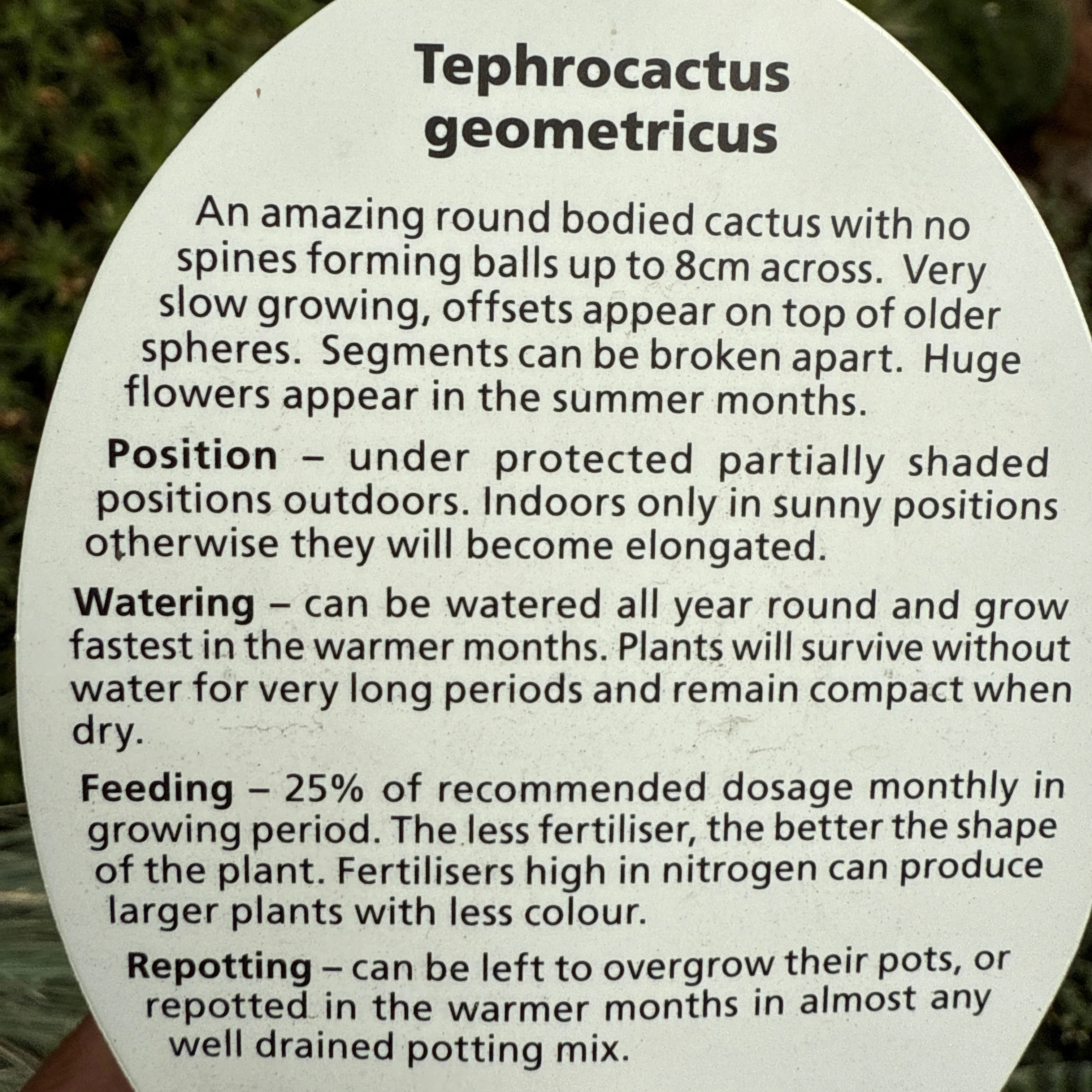 Tephrocactus geometricus (SA/WA Prohibited) - Image 3