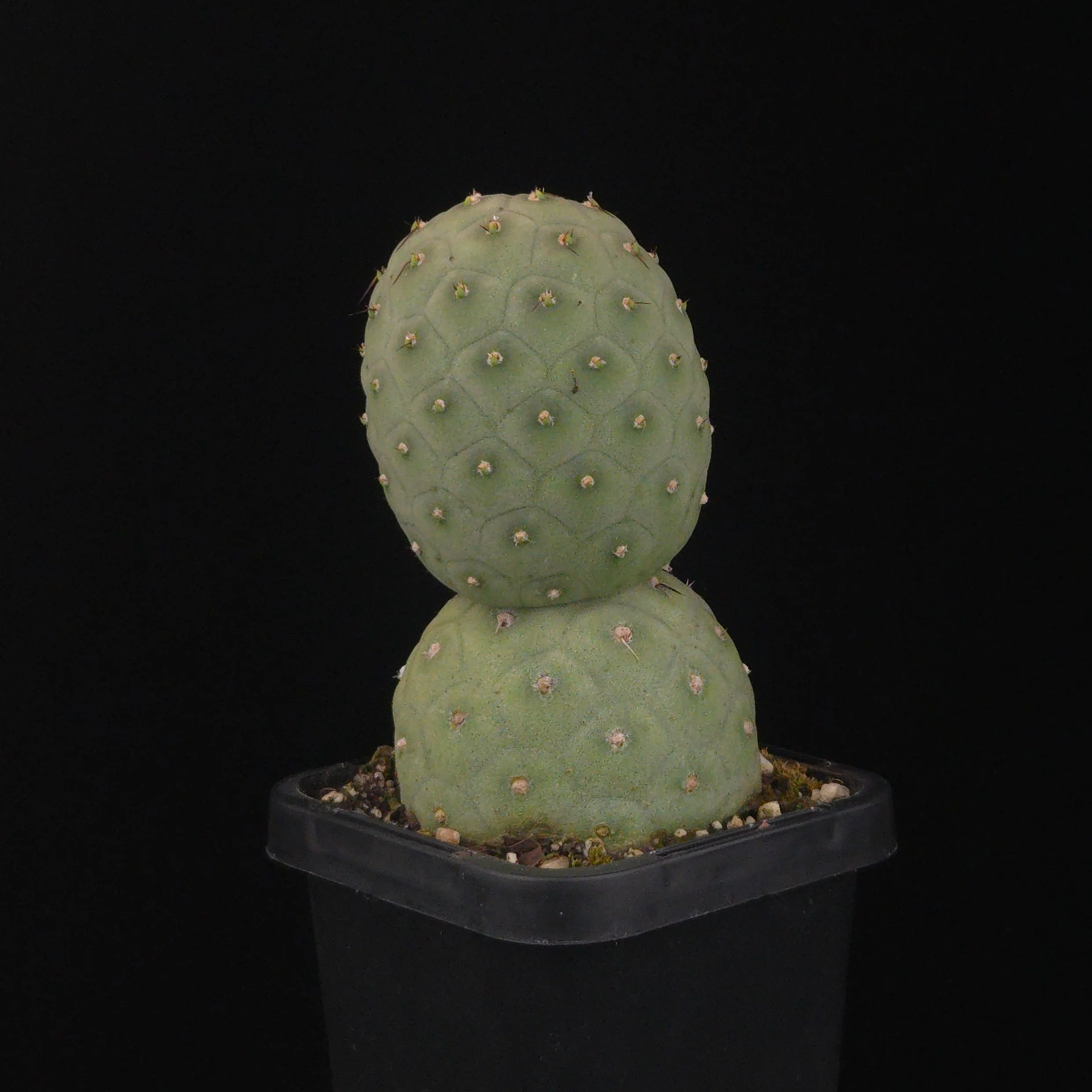 Tephrocactus geometricus (SA/WA Prohibited) - Image 4