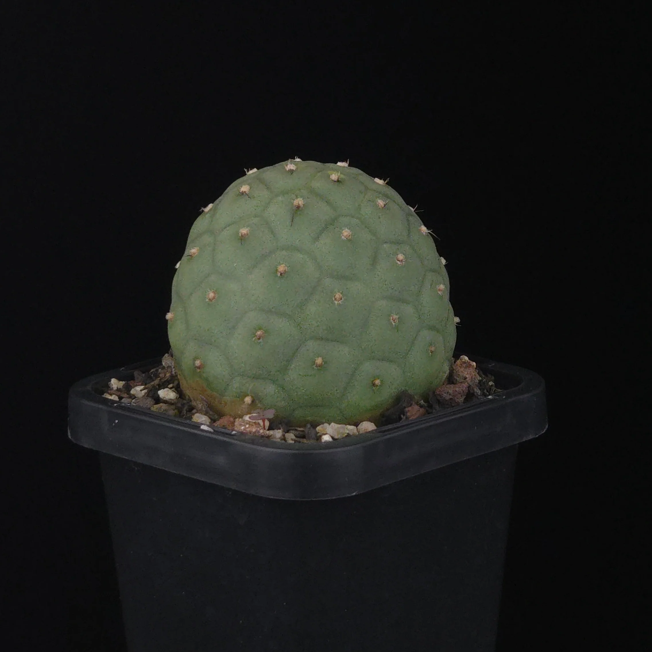 Tephrocactus geometricus (SA/WA Prohibited) - Image 5