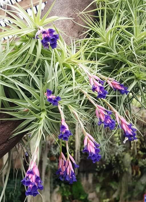 Tillandsia aeranthos - Image 2