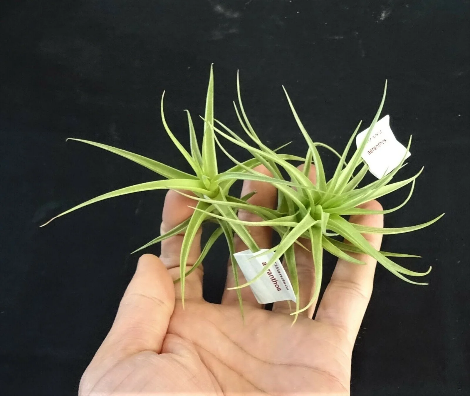 Tillandsia aeranthos - Image 3