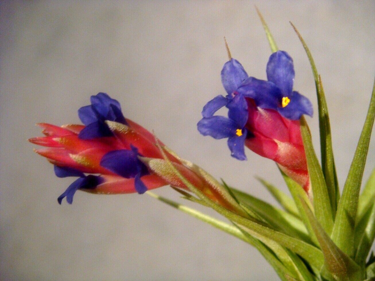 Tillandsia aeranthos - Image 4