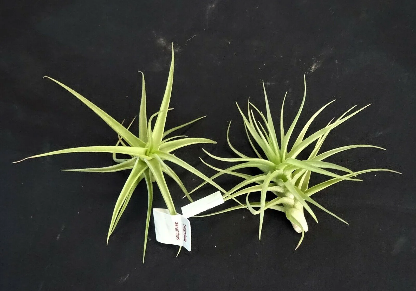 Tillandsia aeranthos - Image 5