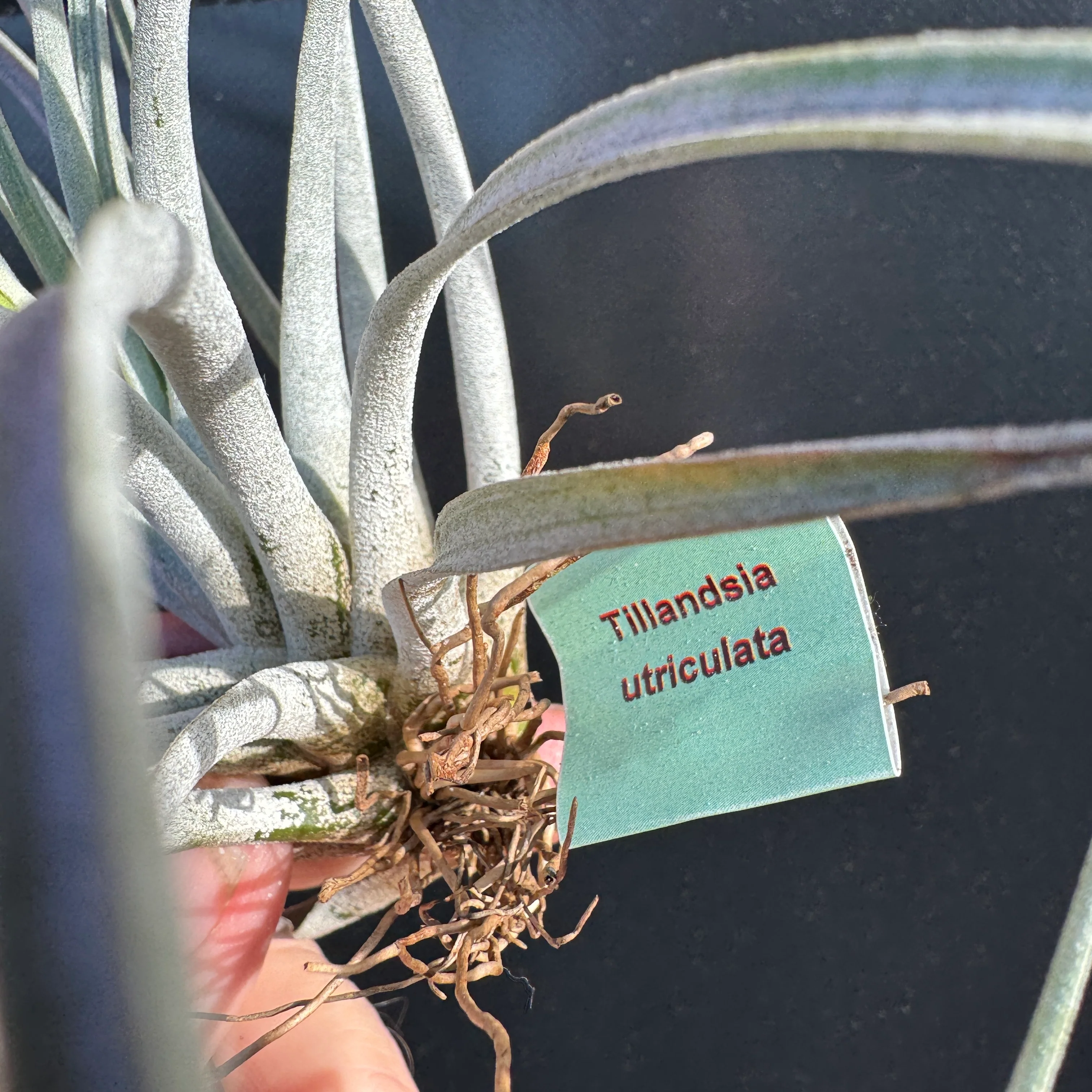 Tillandsia aff. utriculata - Image 2