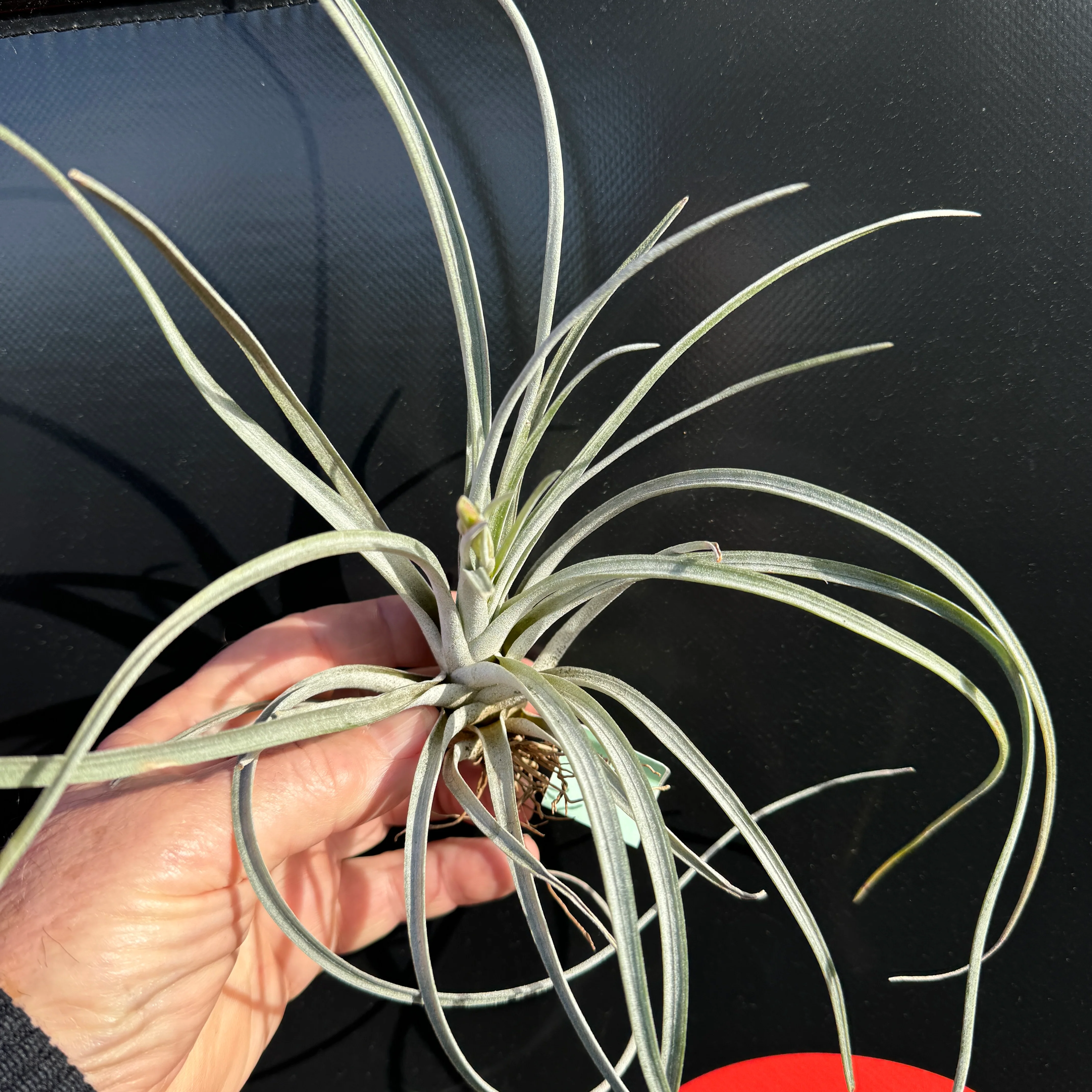 Tillandsia aff. utriculata - Image 3