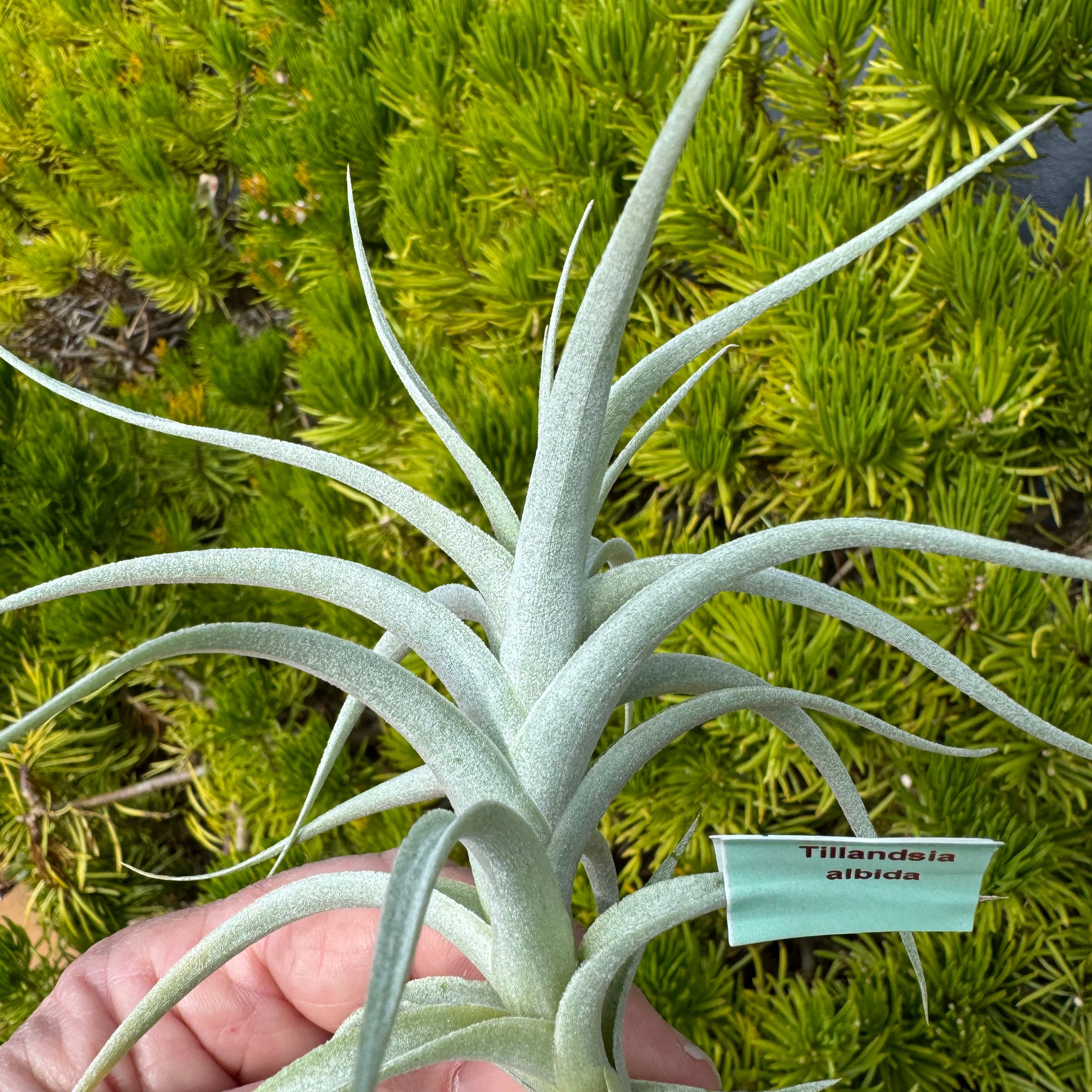 Tillandsia albida