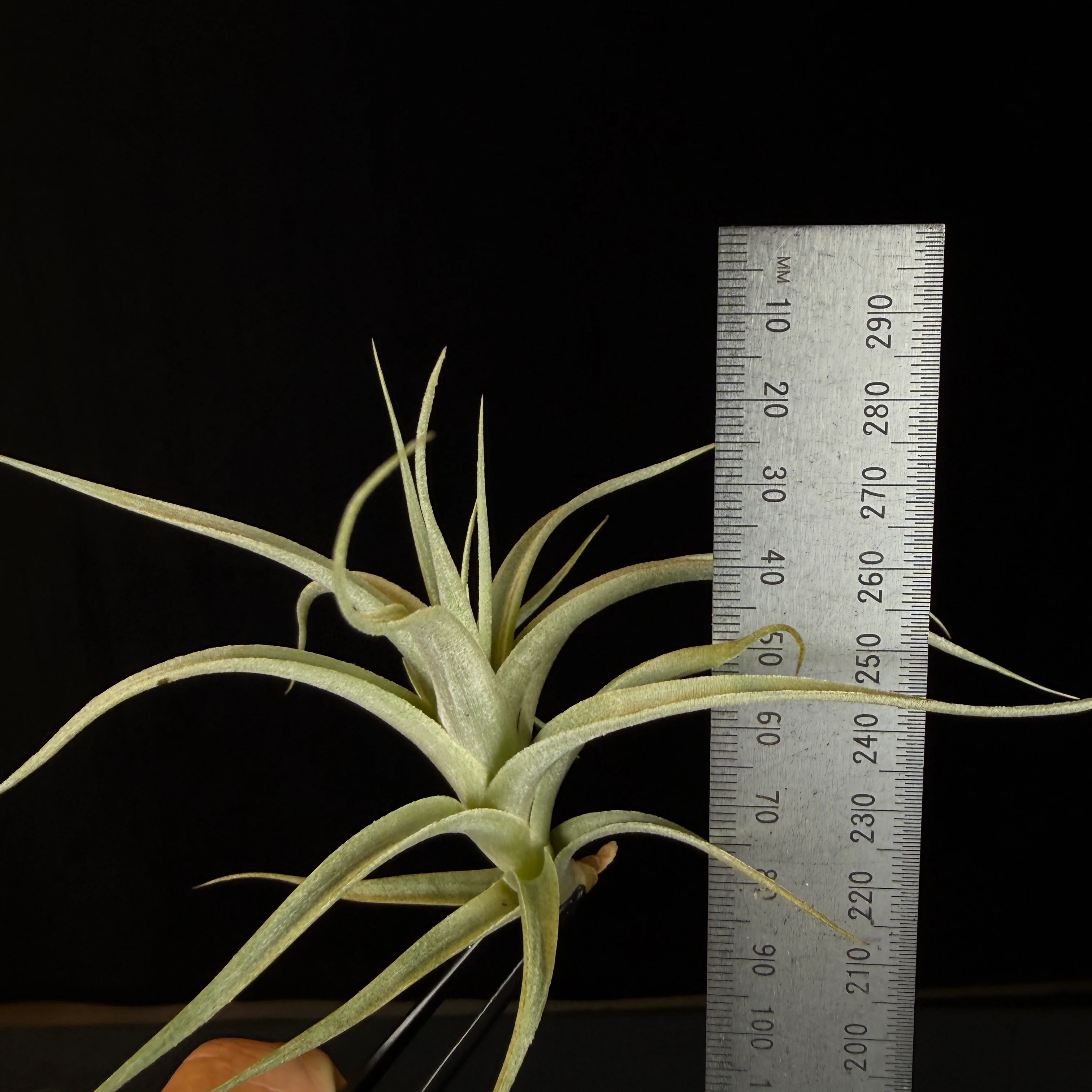 Tillandsia albida - Image 3