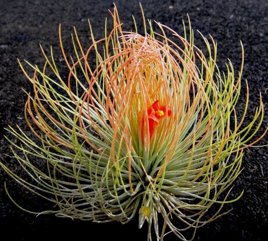Tillandsia andreana - Image 2