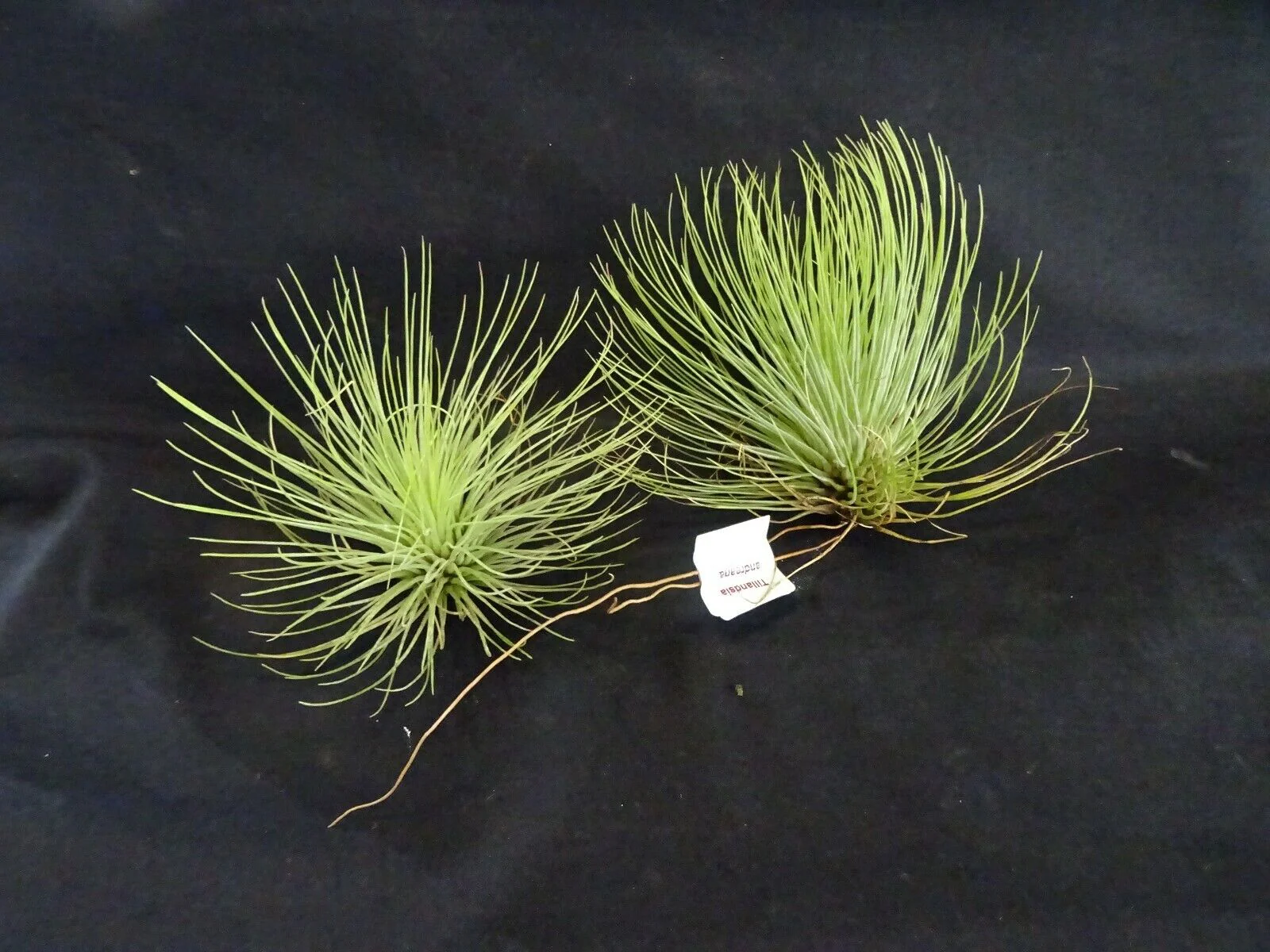 Tillandsia andreana - Image 3